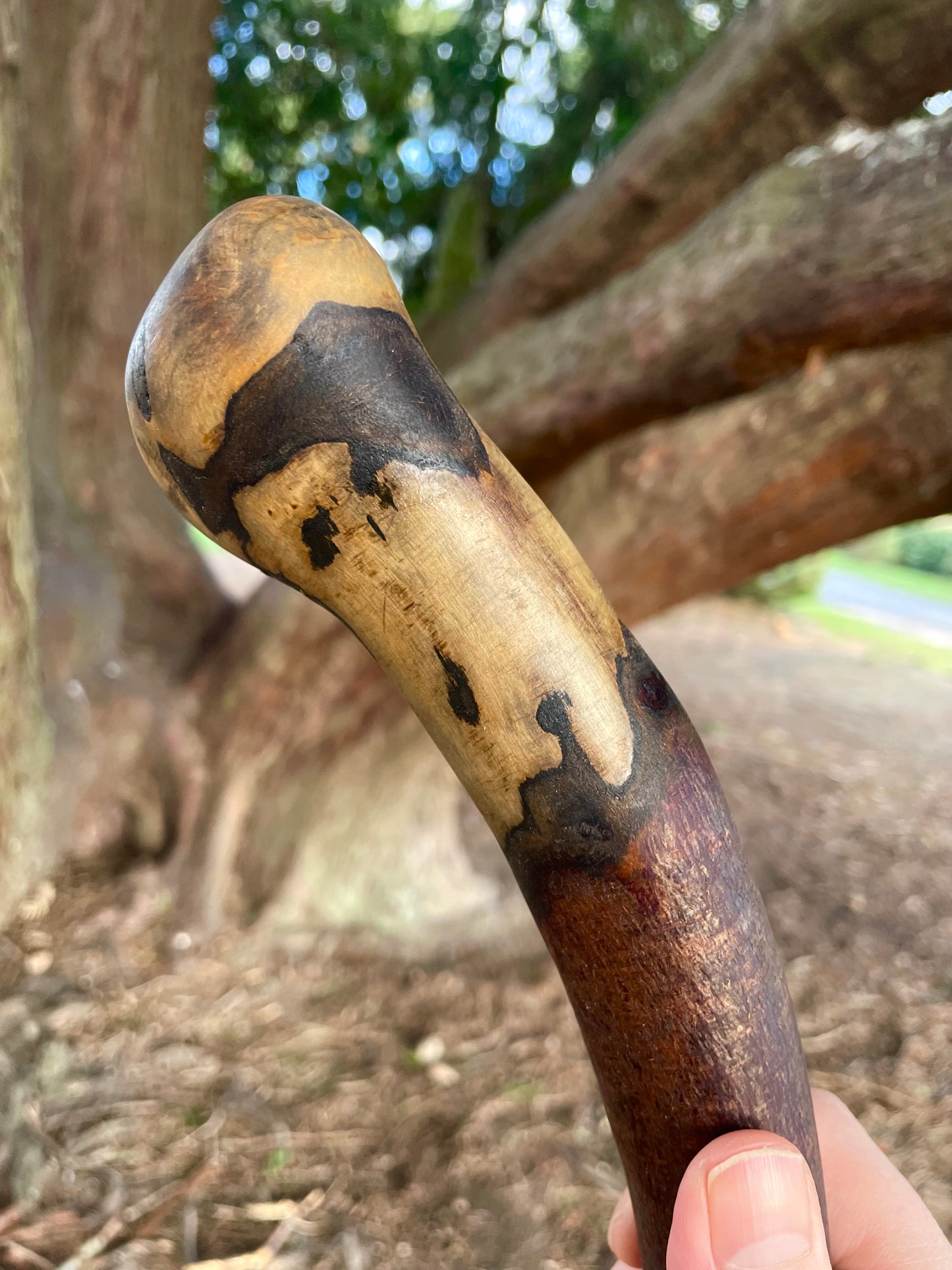 Curved Blackthorn #9 | Irish Walking Sticks