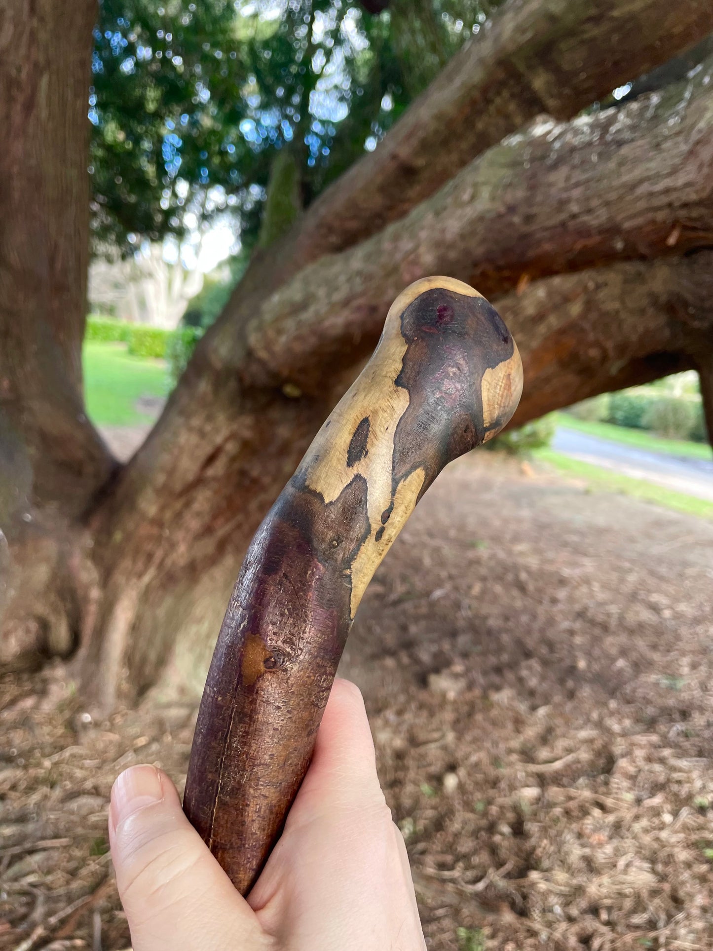 Curved Blackthorn #9 | Irish Walking Sticks