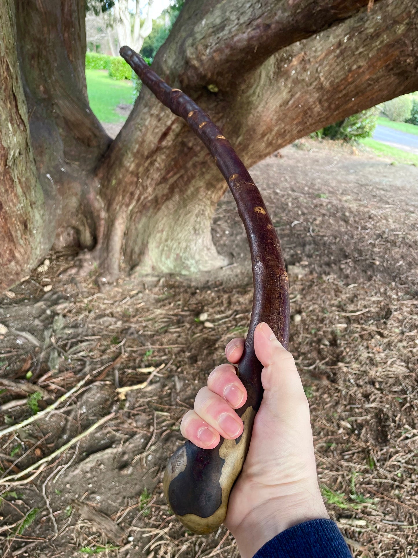 Curved Blackthorn #9 | Irish Walking Sticks