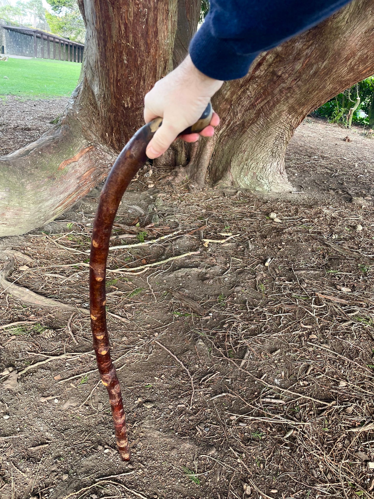 Curved Blackthorn #9 | Irish Walking Sticks