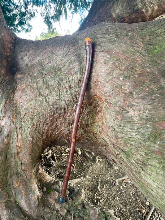 Curved Blackthorn Stick | Irish Walking Sticks