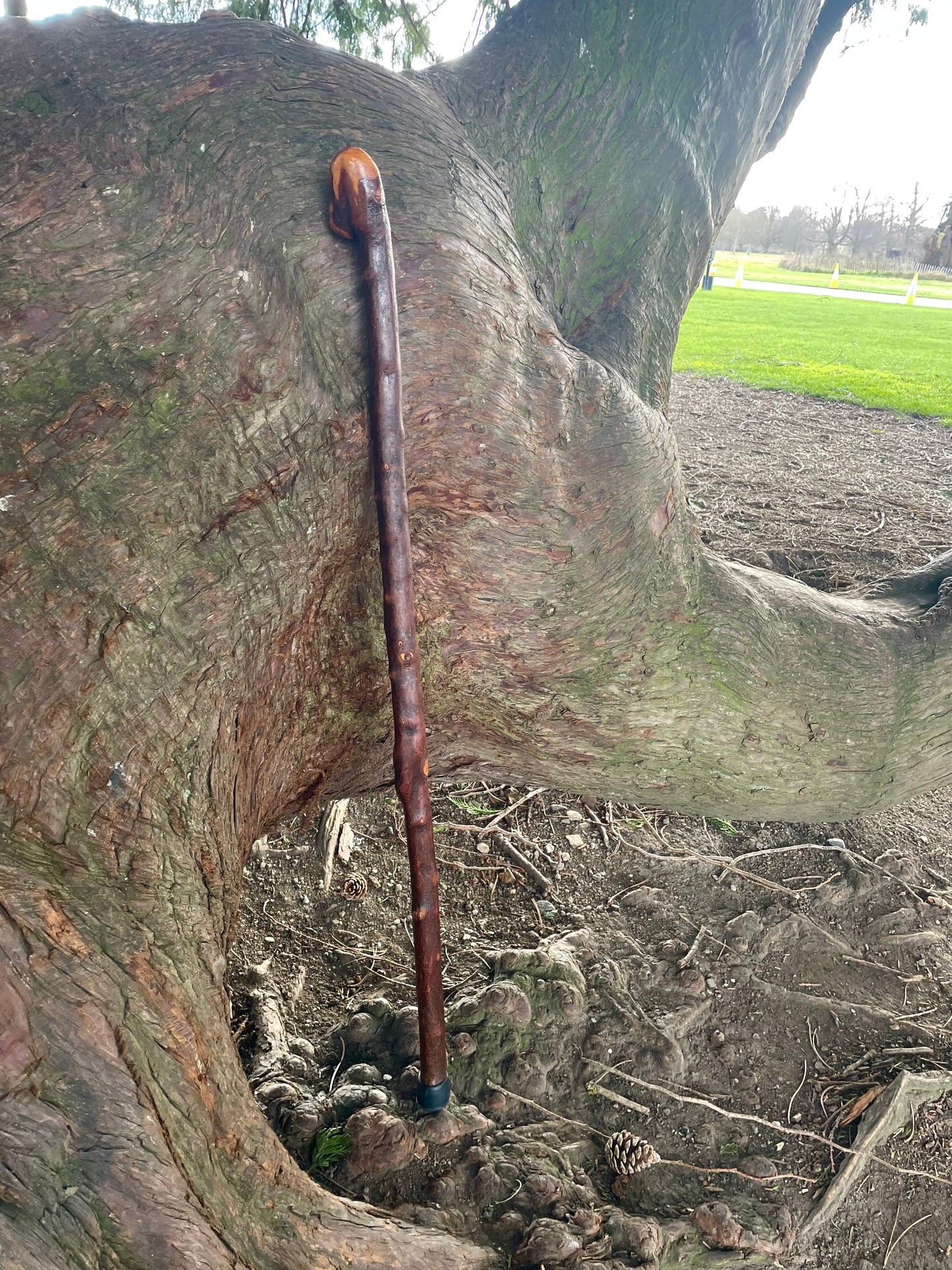 Curved Blackthorn Stick | Irish Walking Sticks