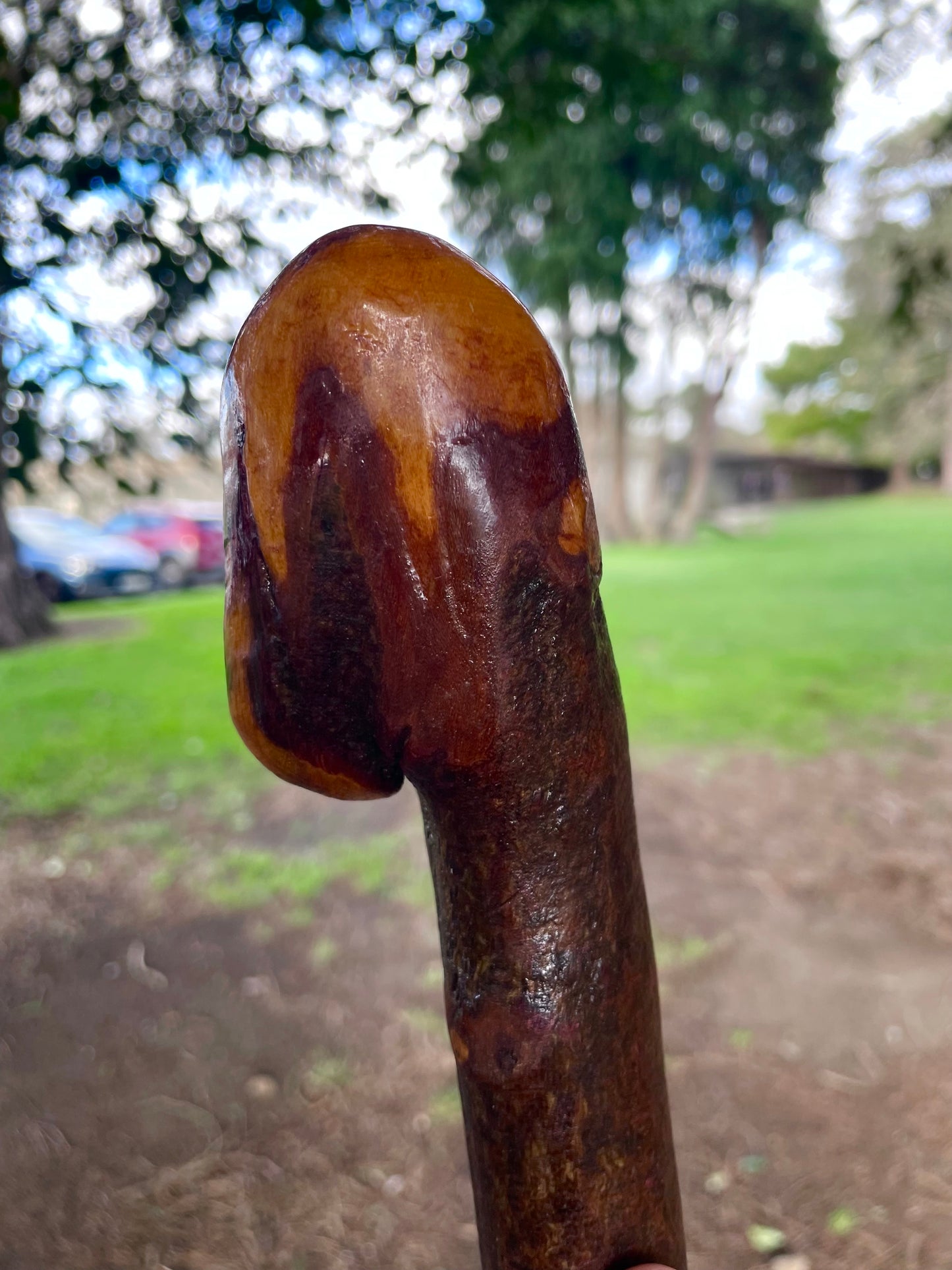 Curved Blackthorn Stick | Irish Walking Sticks