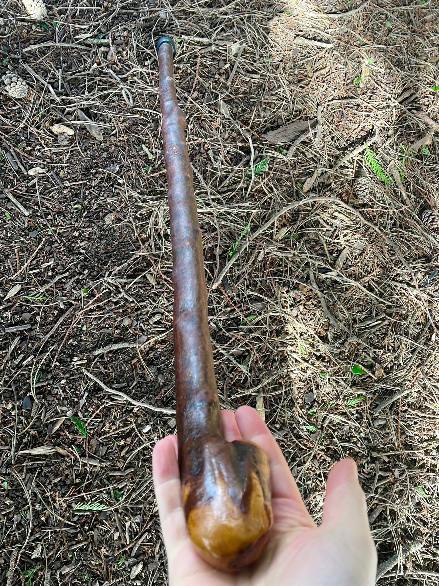 Curved Blackthorn Stick | Irish Walking Sticks