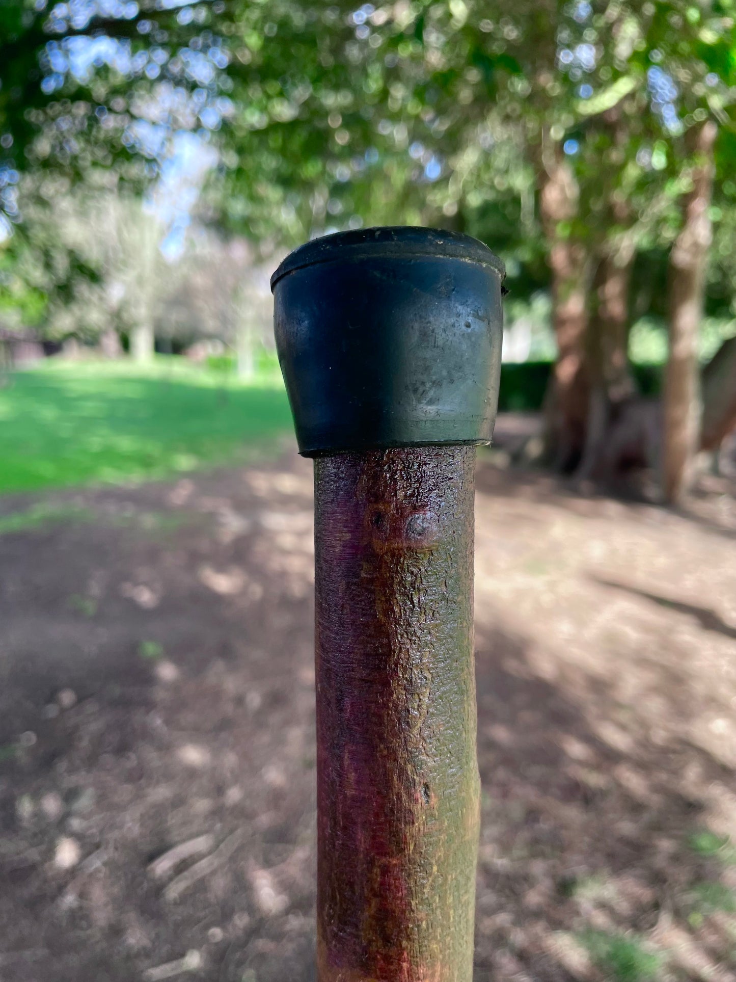 Curved Blackthorn Stick | Irish Walking Sticks