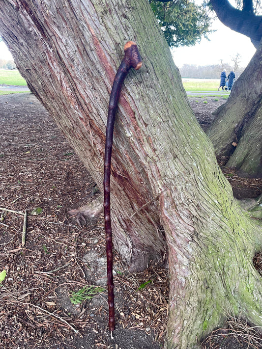 Curved Blackthorn #8 | Irish Walking Sticks