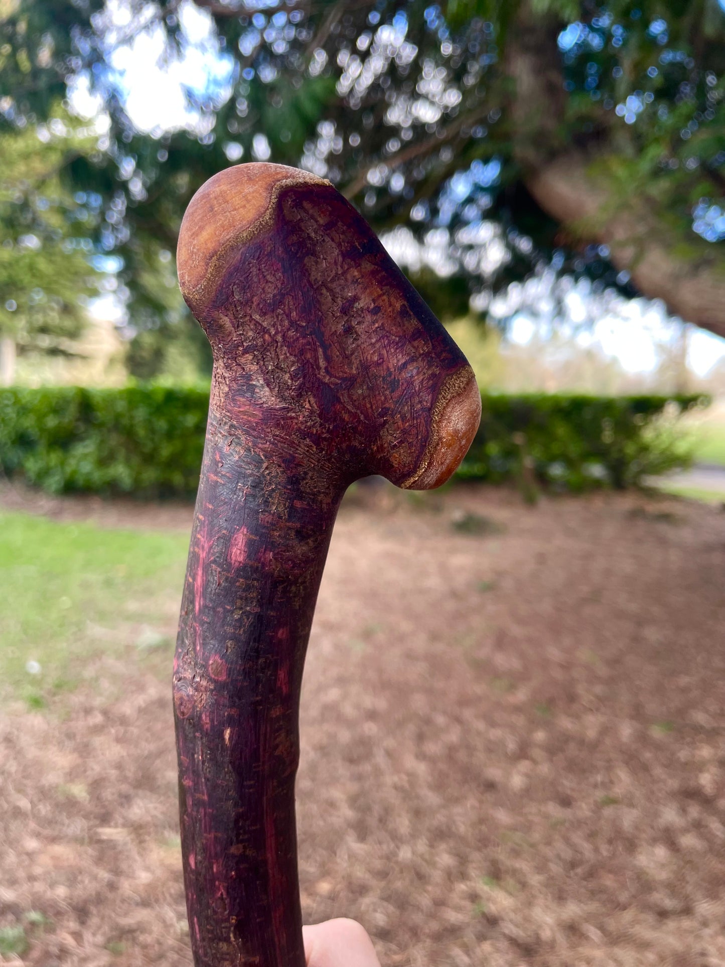 Curved Blackthorn #8 | Irish Walking Sticks