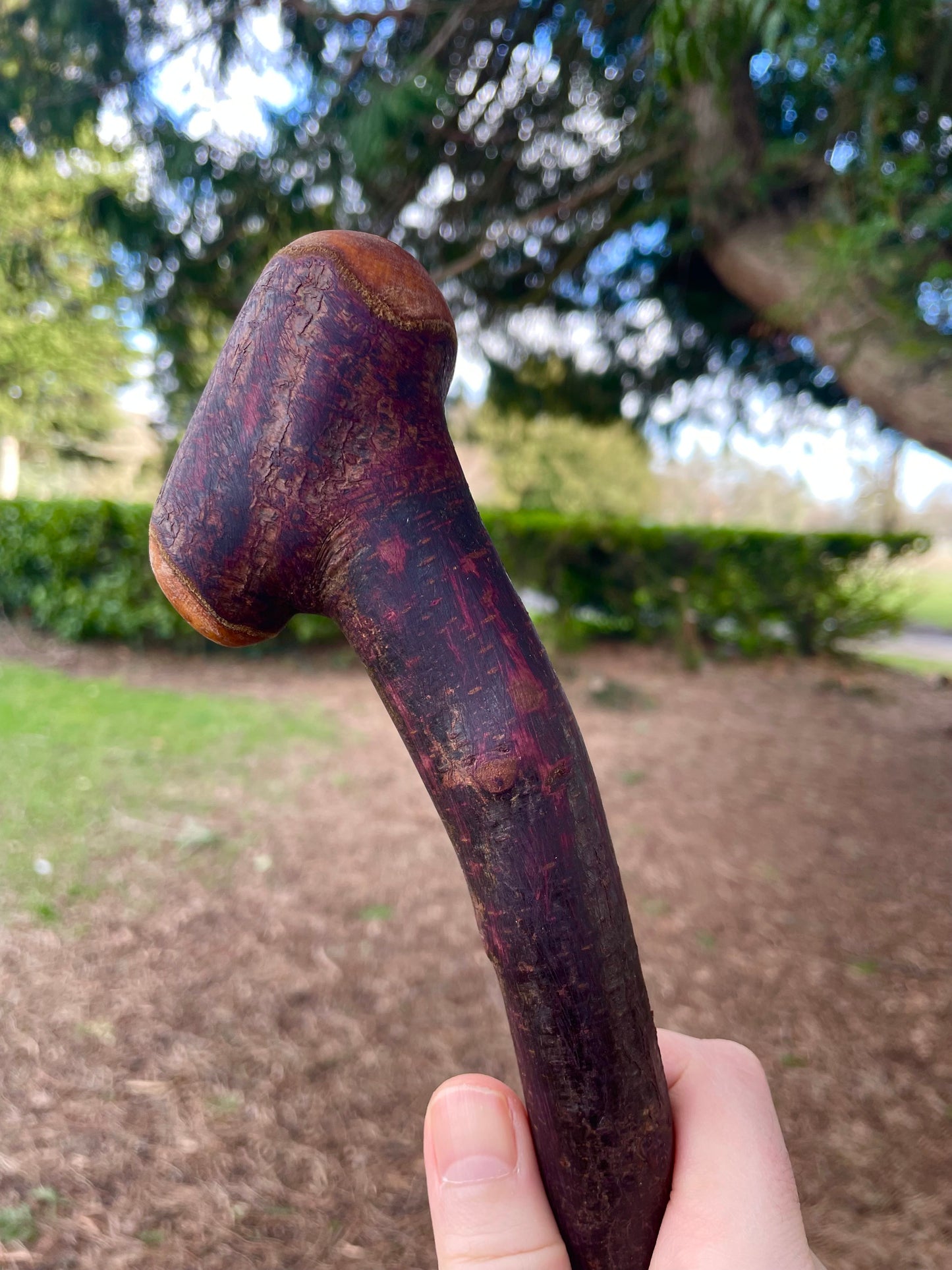 Curved Blackthorn #8 | Irish Walking Sticks
