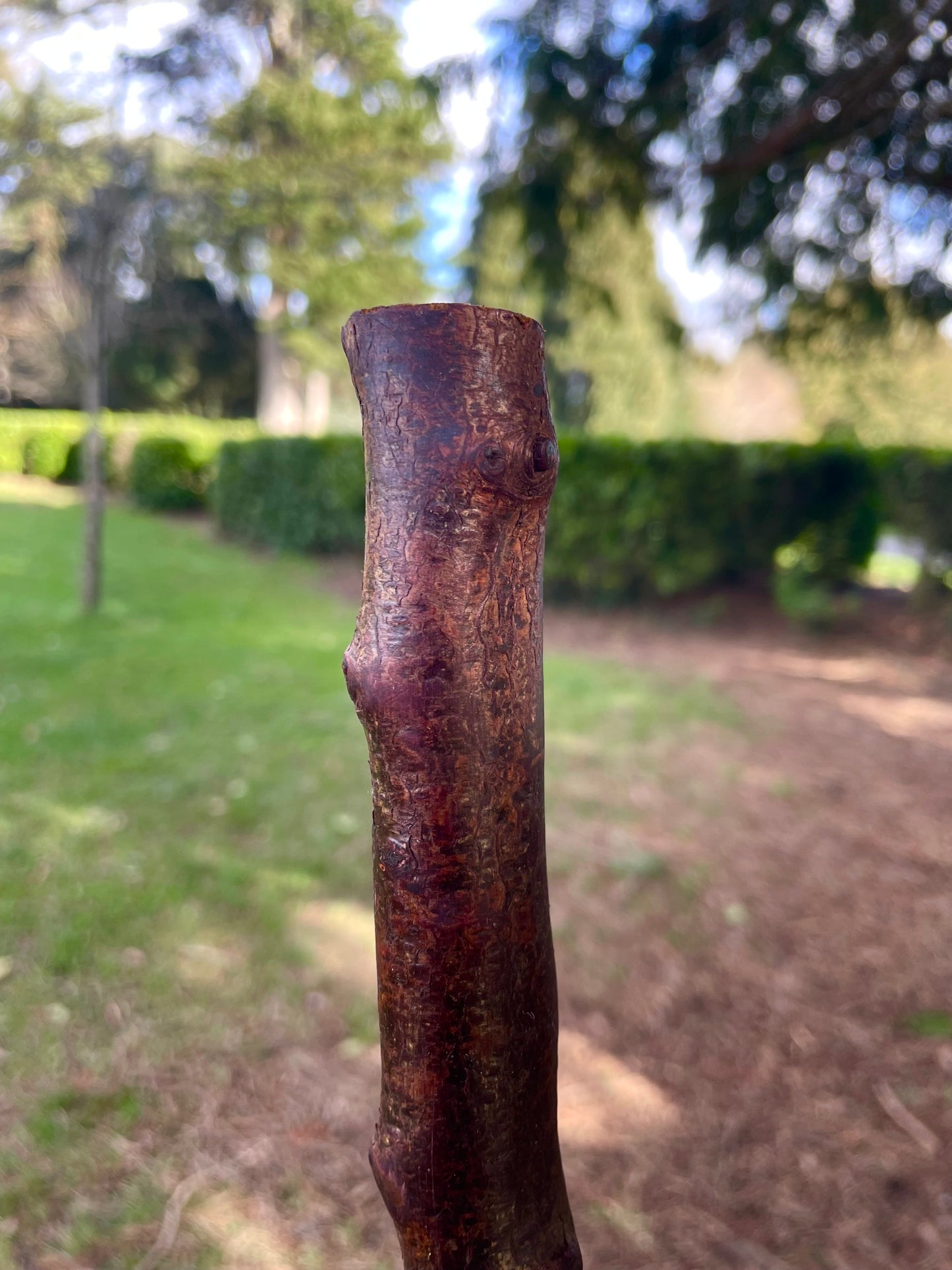 Curved Blackthorn #8 | Irish Walking Sticks