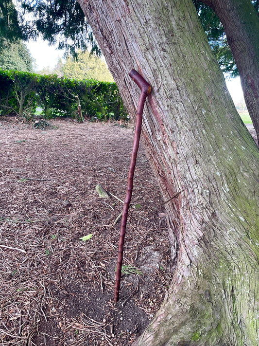 Curved Blackthorn #6 | Irish Walking Sticks