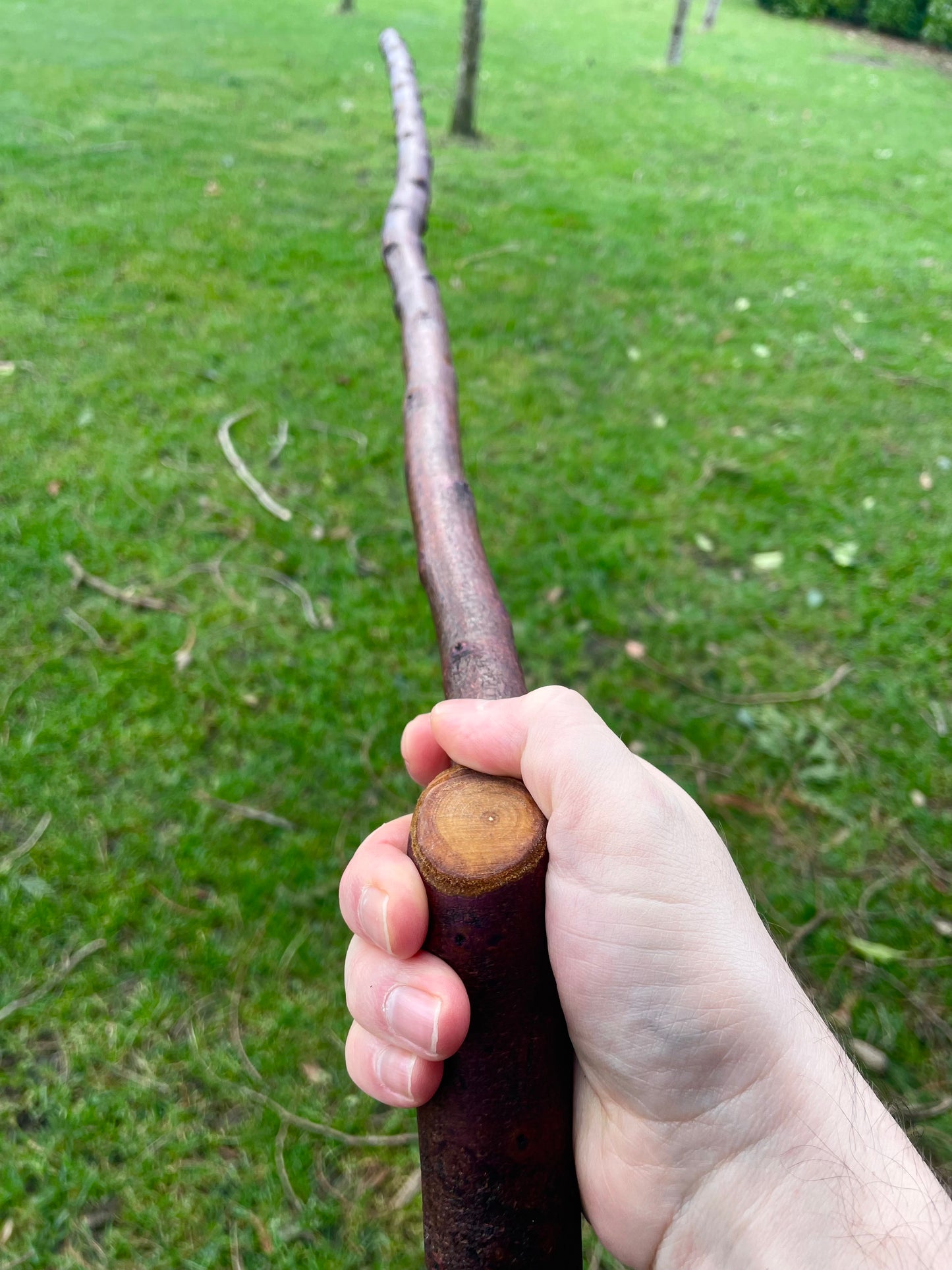 Curved Blackthorn #6 | Irish Walking Sticks
