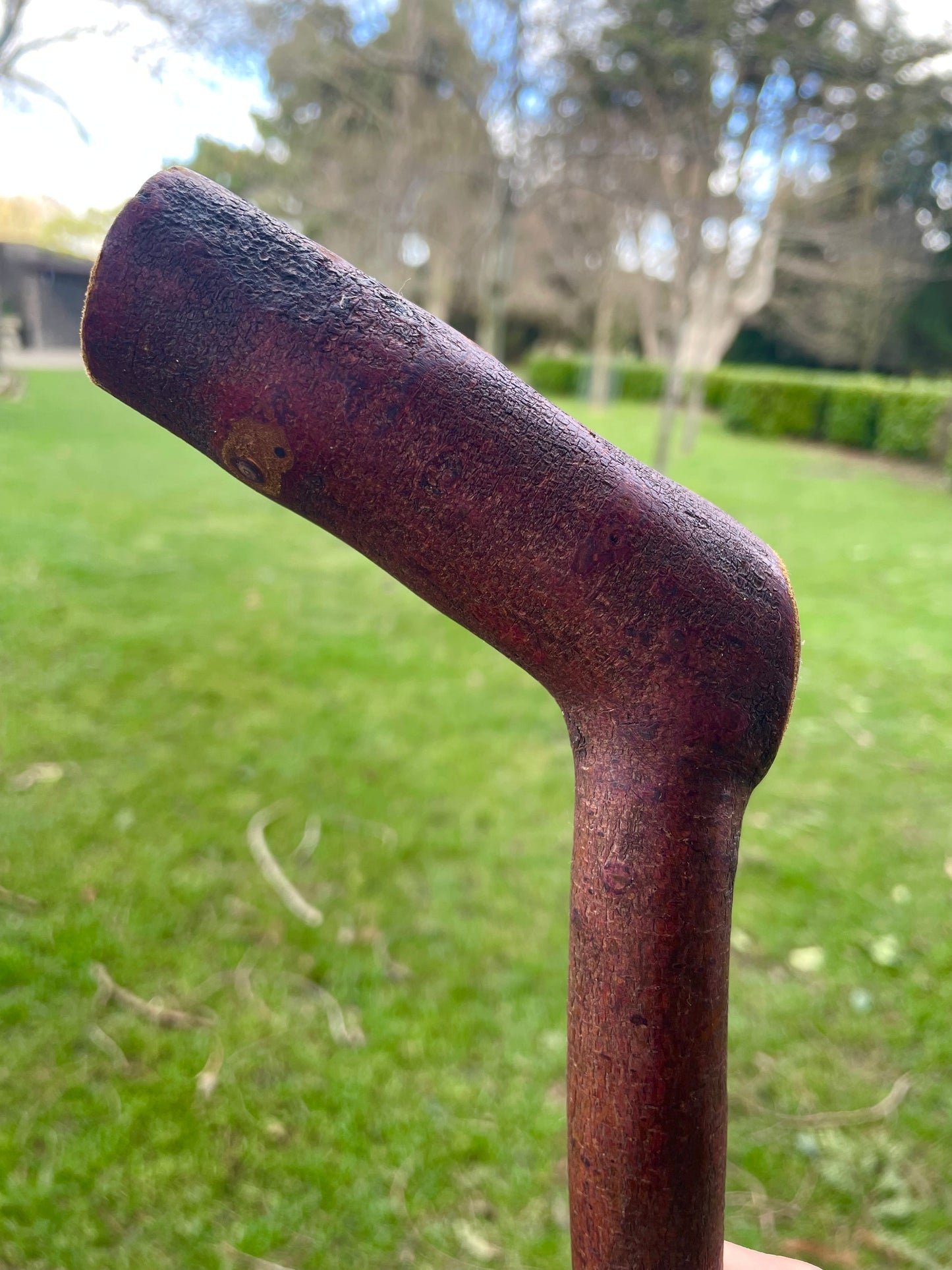 Curved Blackthorn #6 | Irish Walking Sticks