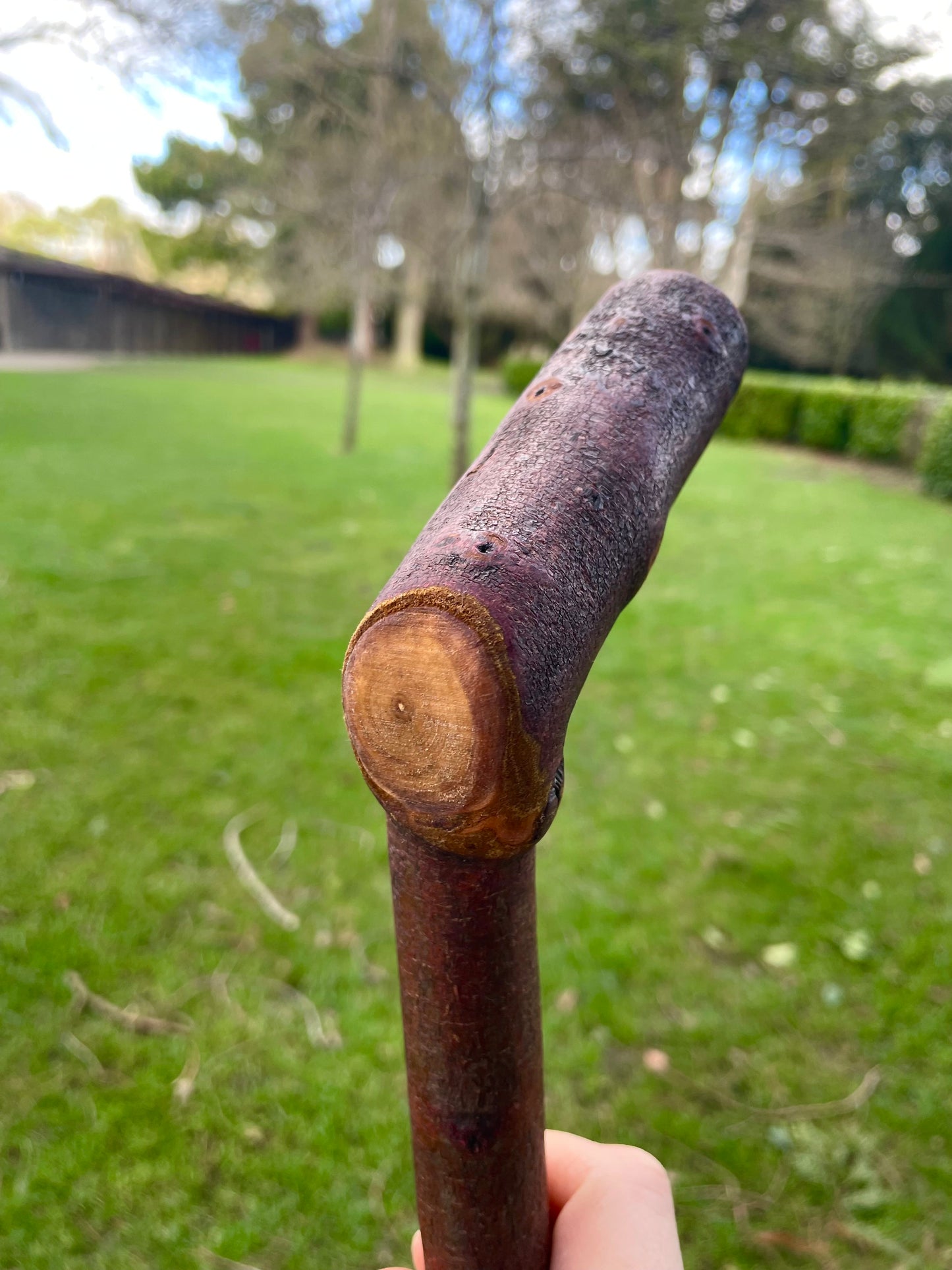Curved Blackthorn #6 | Irish Walking Sticks