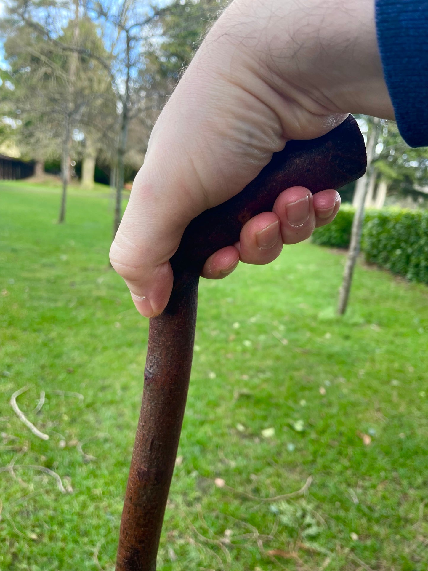 Curved Blackthorn #6 | Irish Walking Sticks