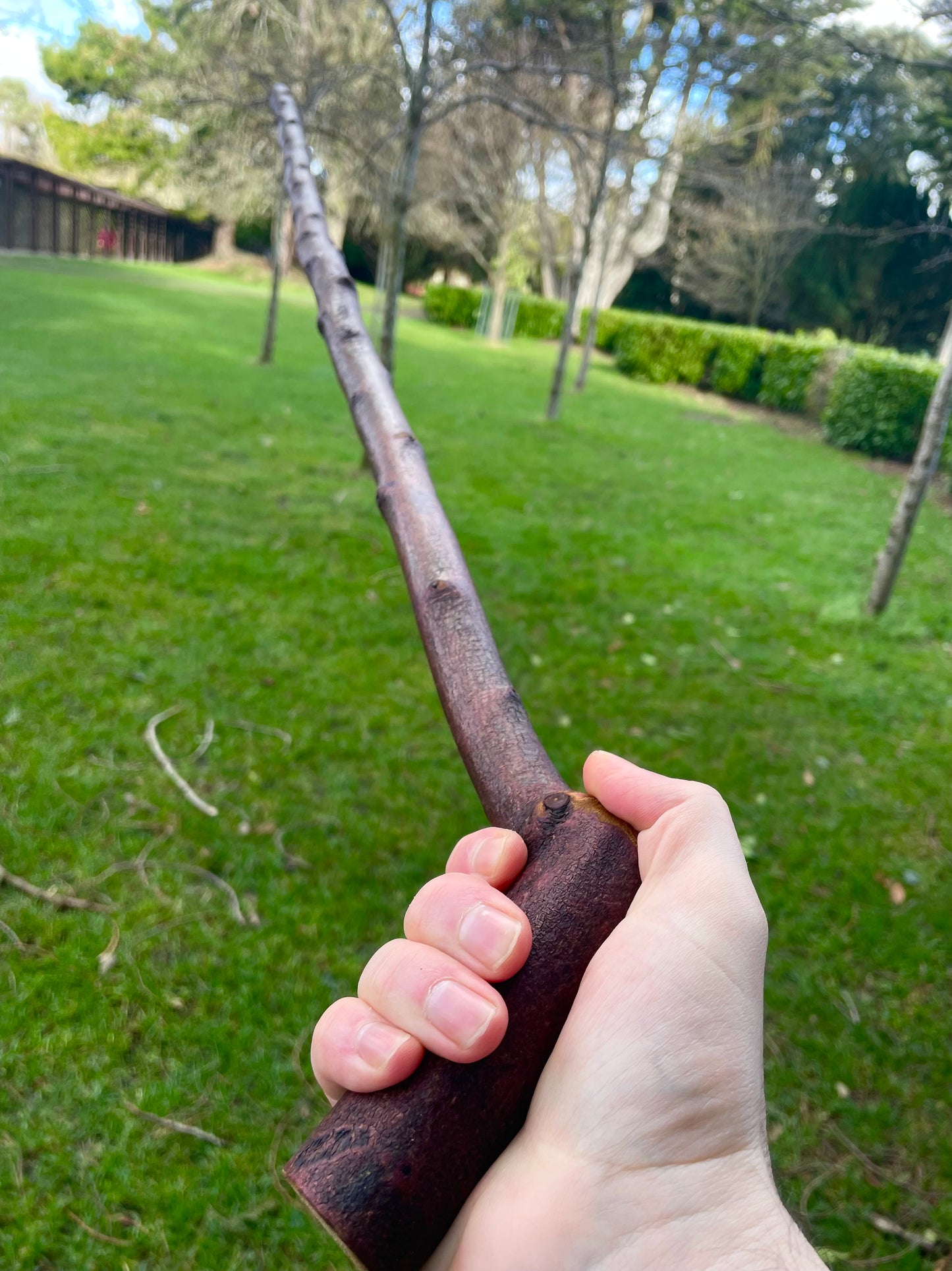 Curved Blackthorn #6 | Irish Walking Sticks