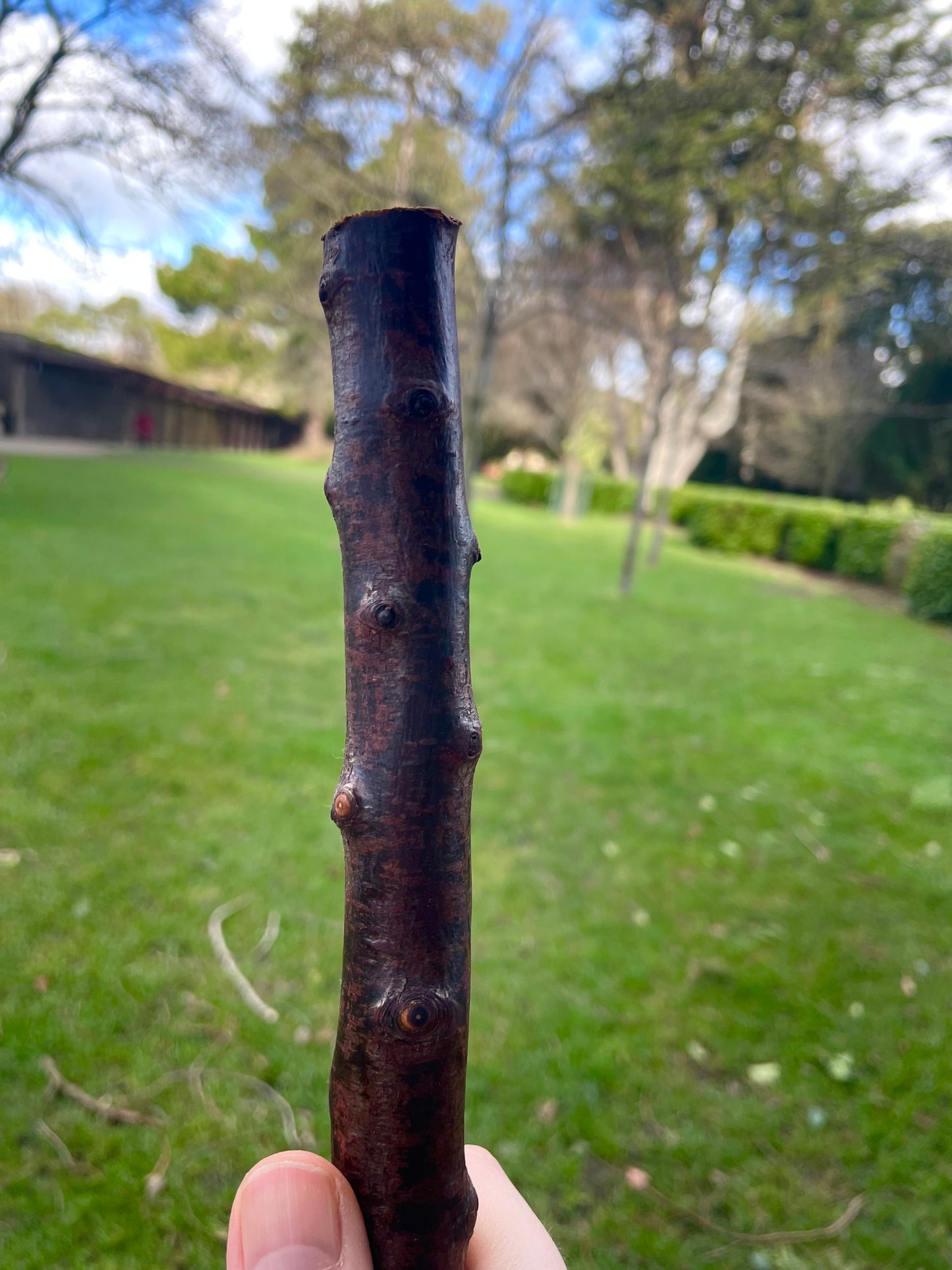 Curved Blackthorn #6 | Irish Walking Sticks