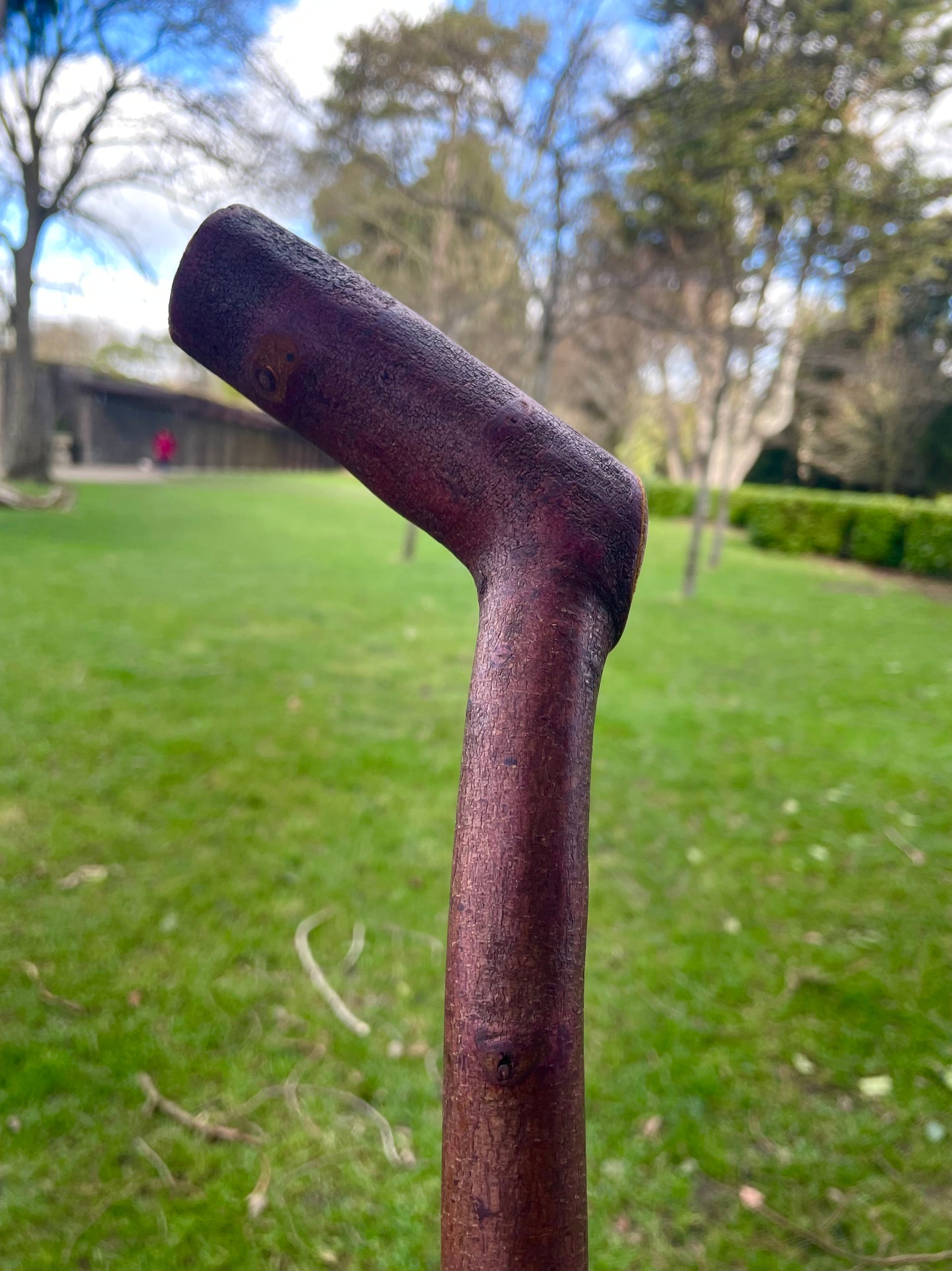 Curved Blackthorn #6 | Irish Walking Sticks