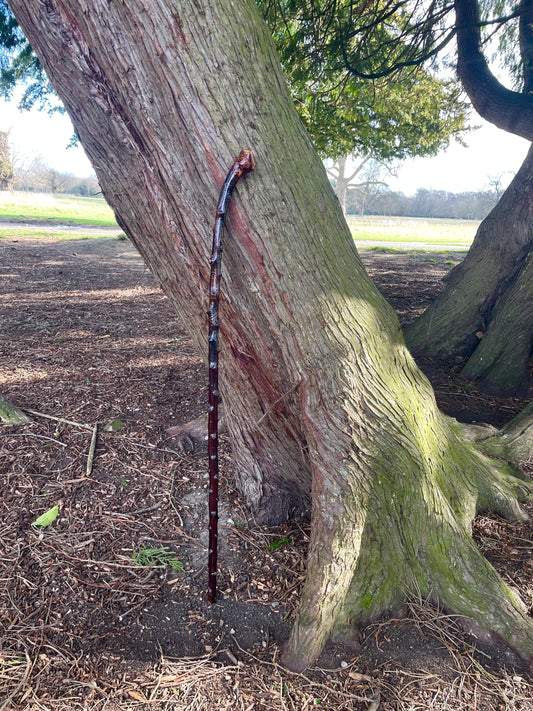Blackthorn walking stick with curved handle