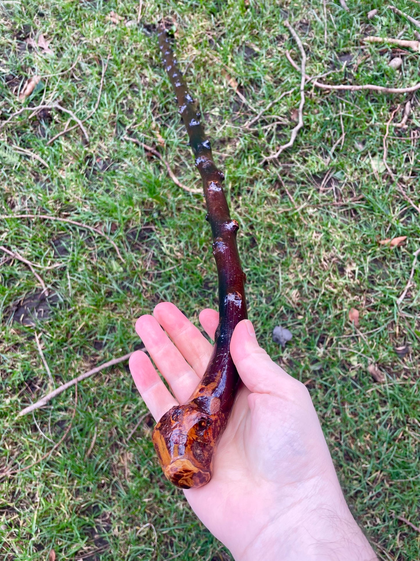Curved Blackthorn #7 | Irish Walking Sticks