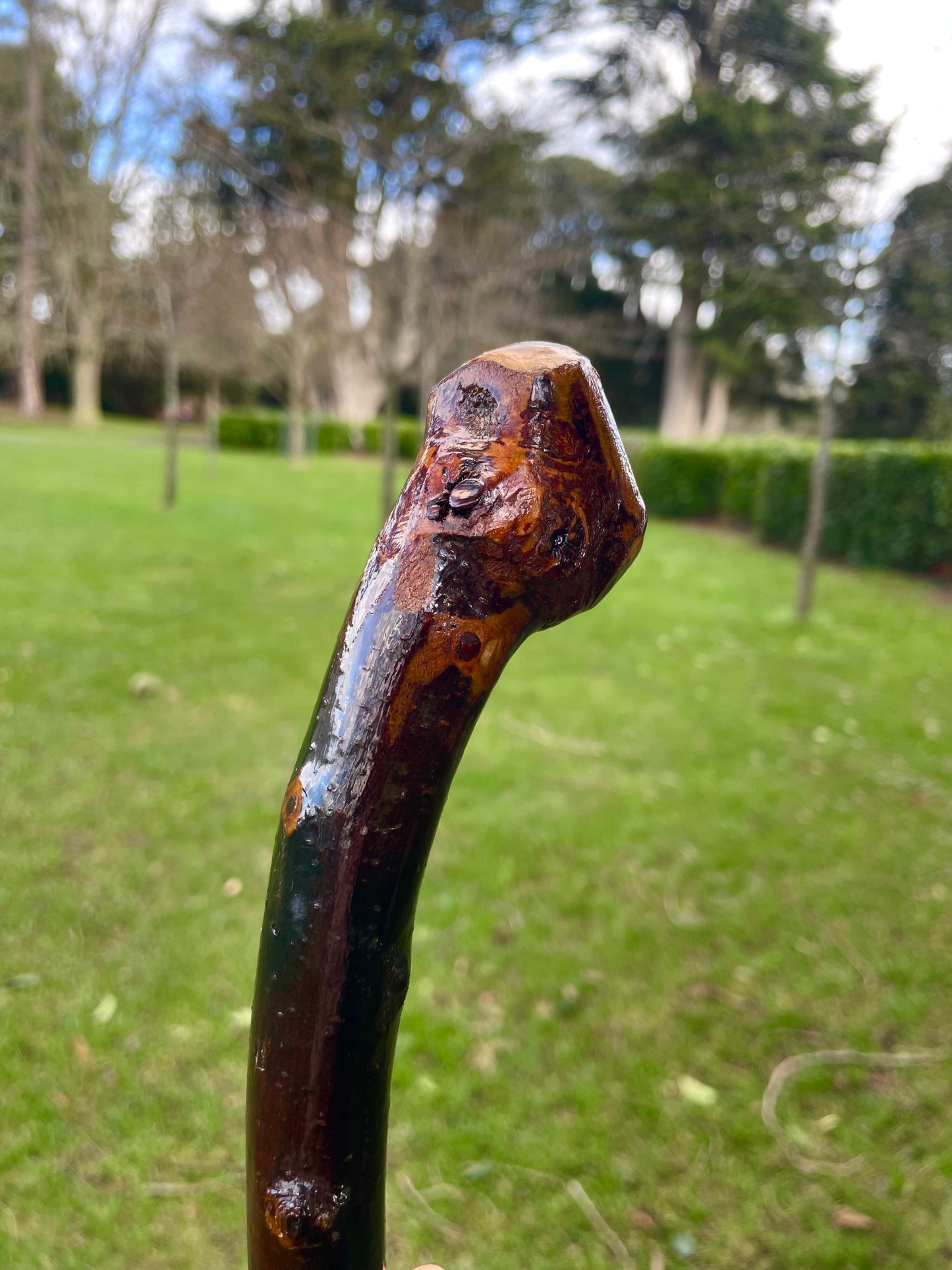 Curved Blackthorn #7 | Irish Walking Sticks