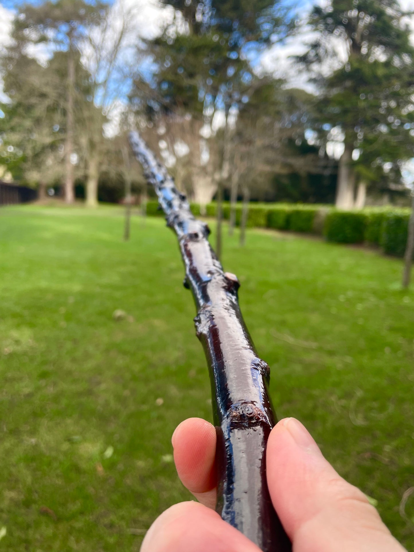 Curved Blackthorn #7 | Irish Walking Sticks