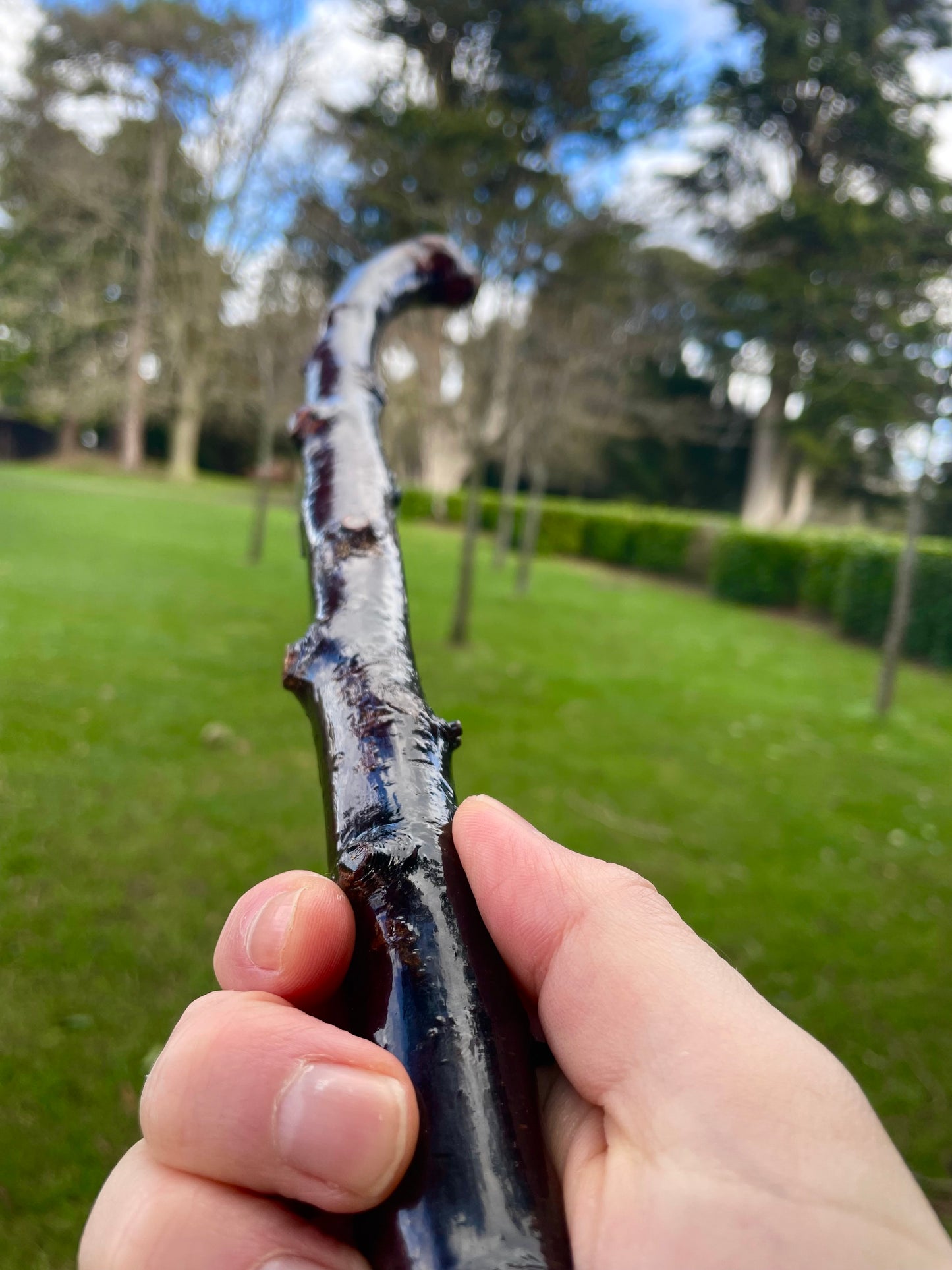 Curved Blackthorn #7 | Irish Walking Sticks
