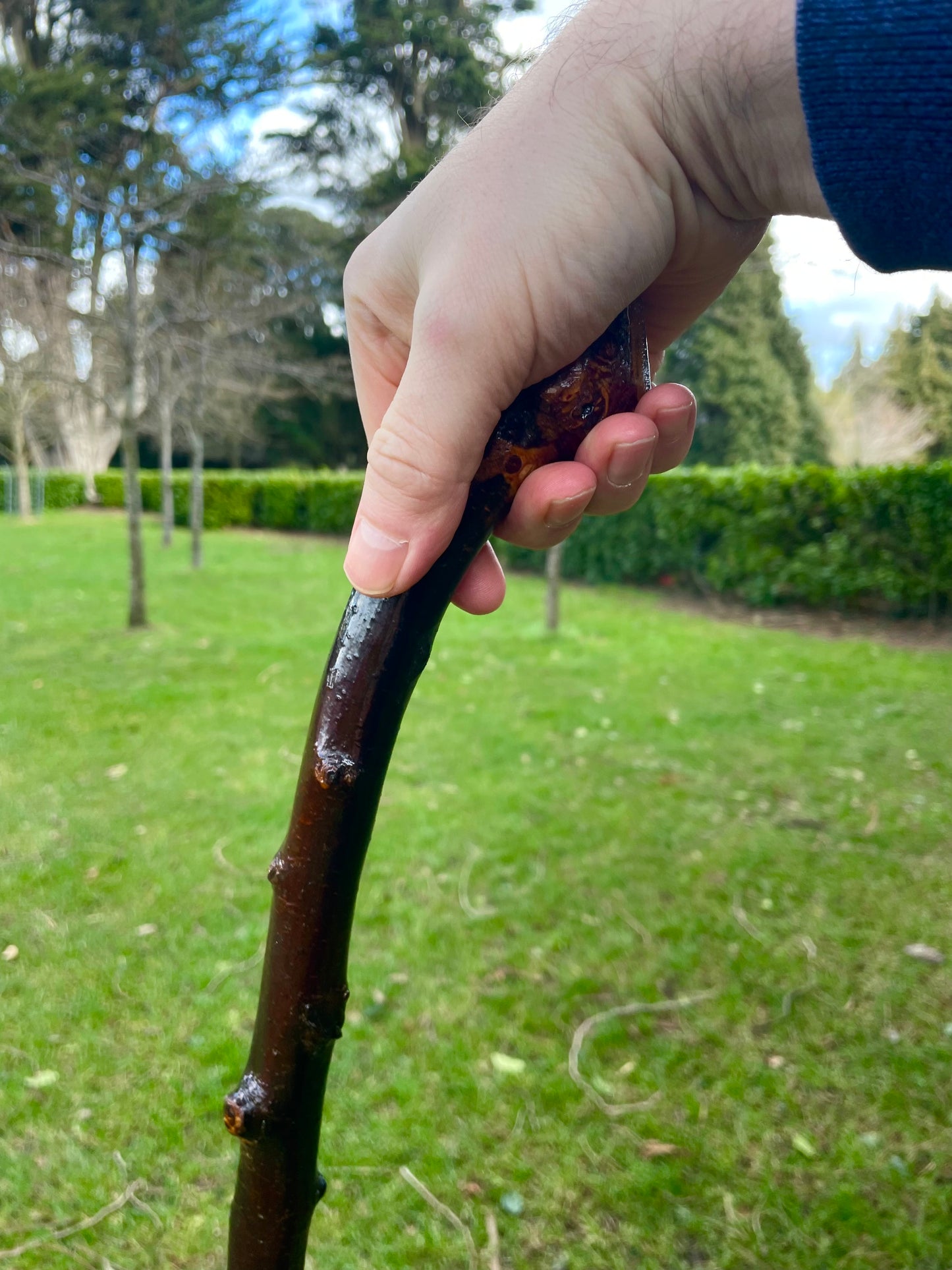 Curved Blackthorn #7 | Irish Walking Sticks