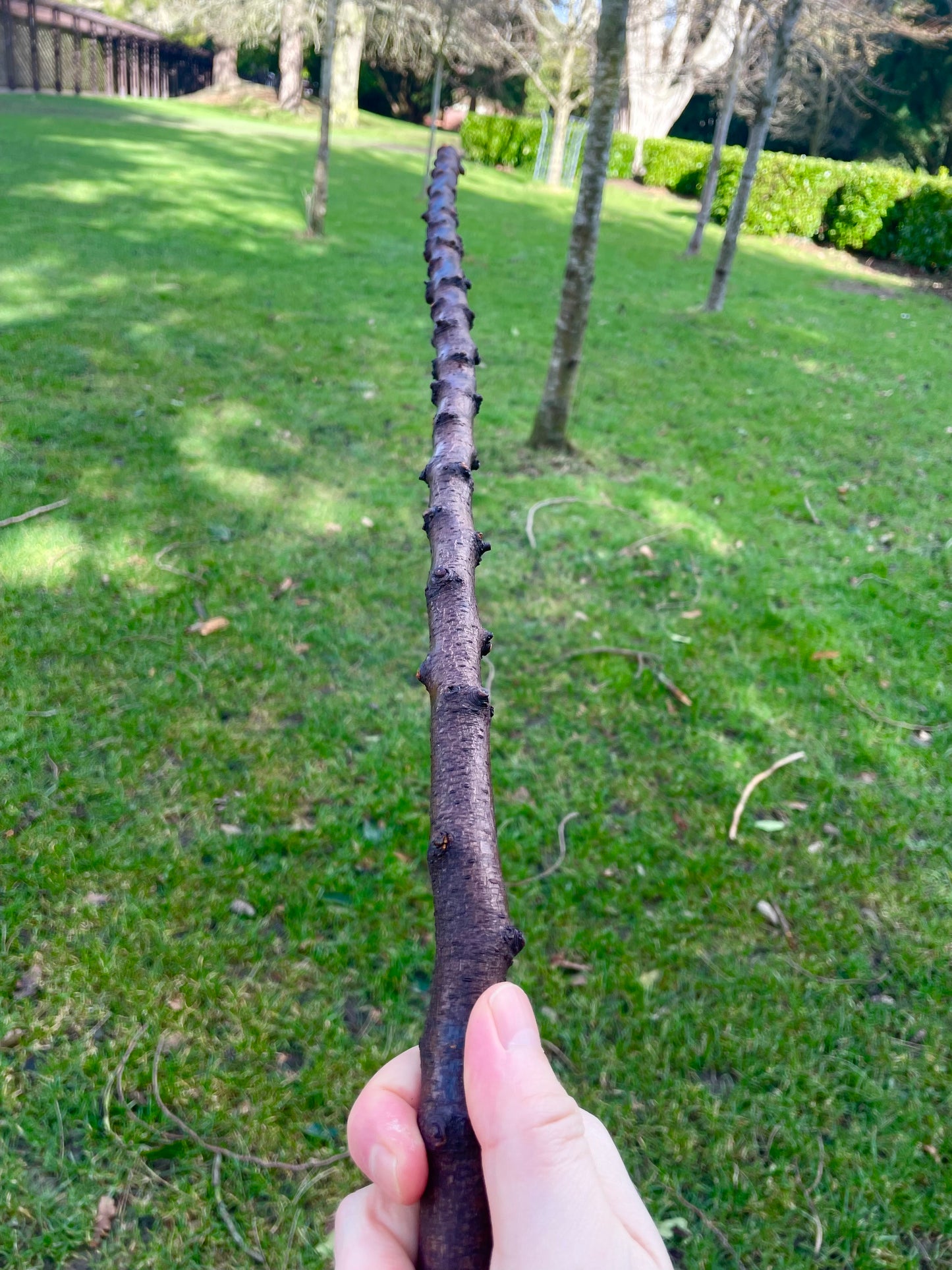 Curved Blackthorn Stick | Irish Walking Sticks