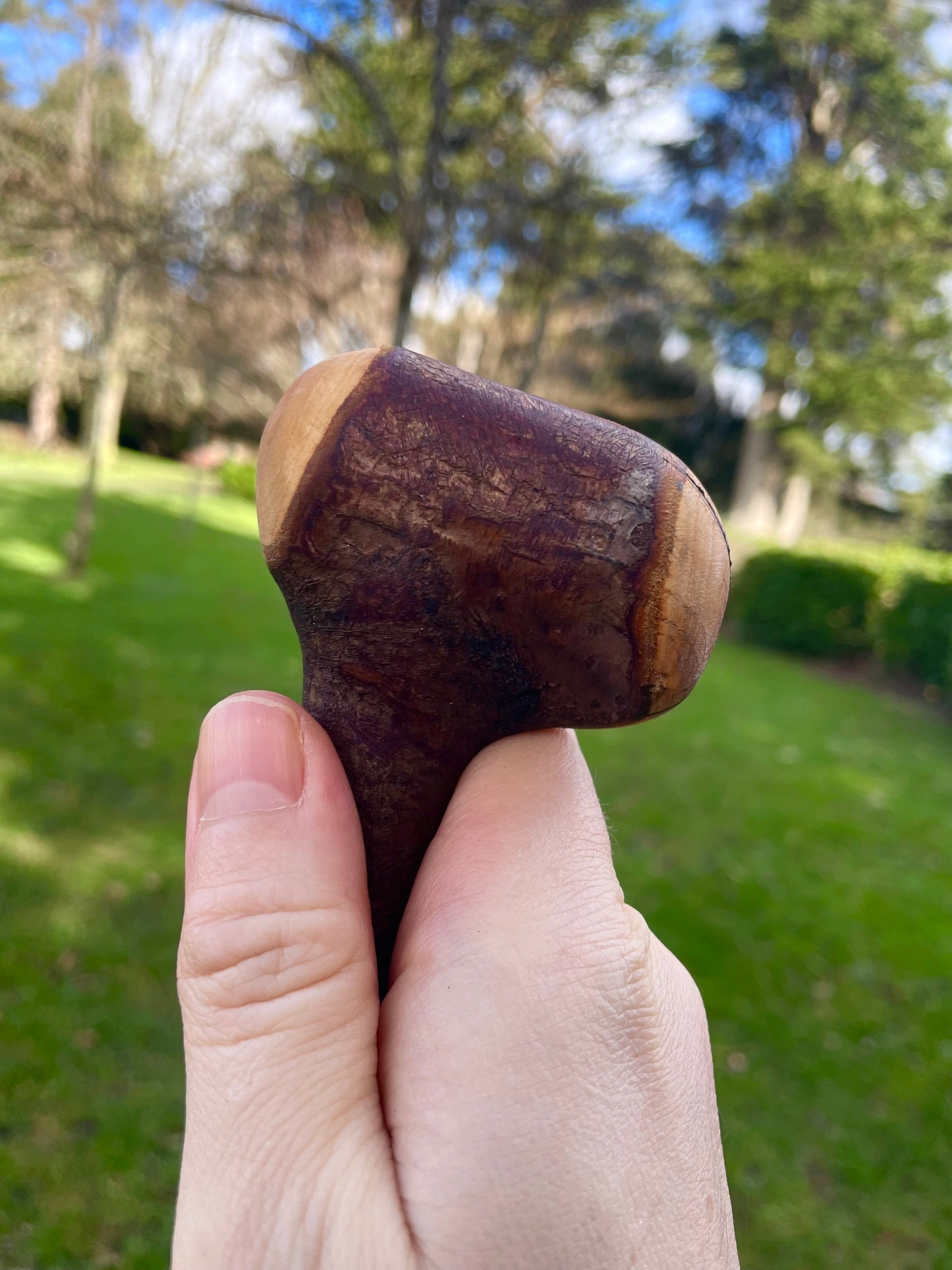 Curved Blackthorn Stick | Irish Walking Sticks