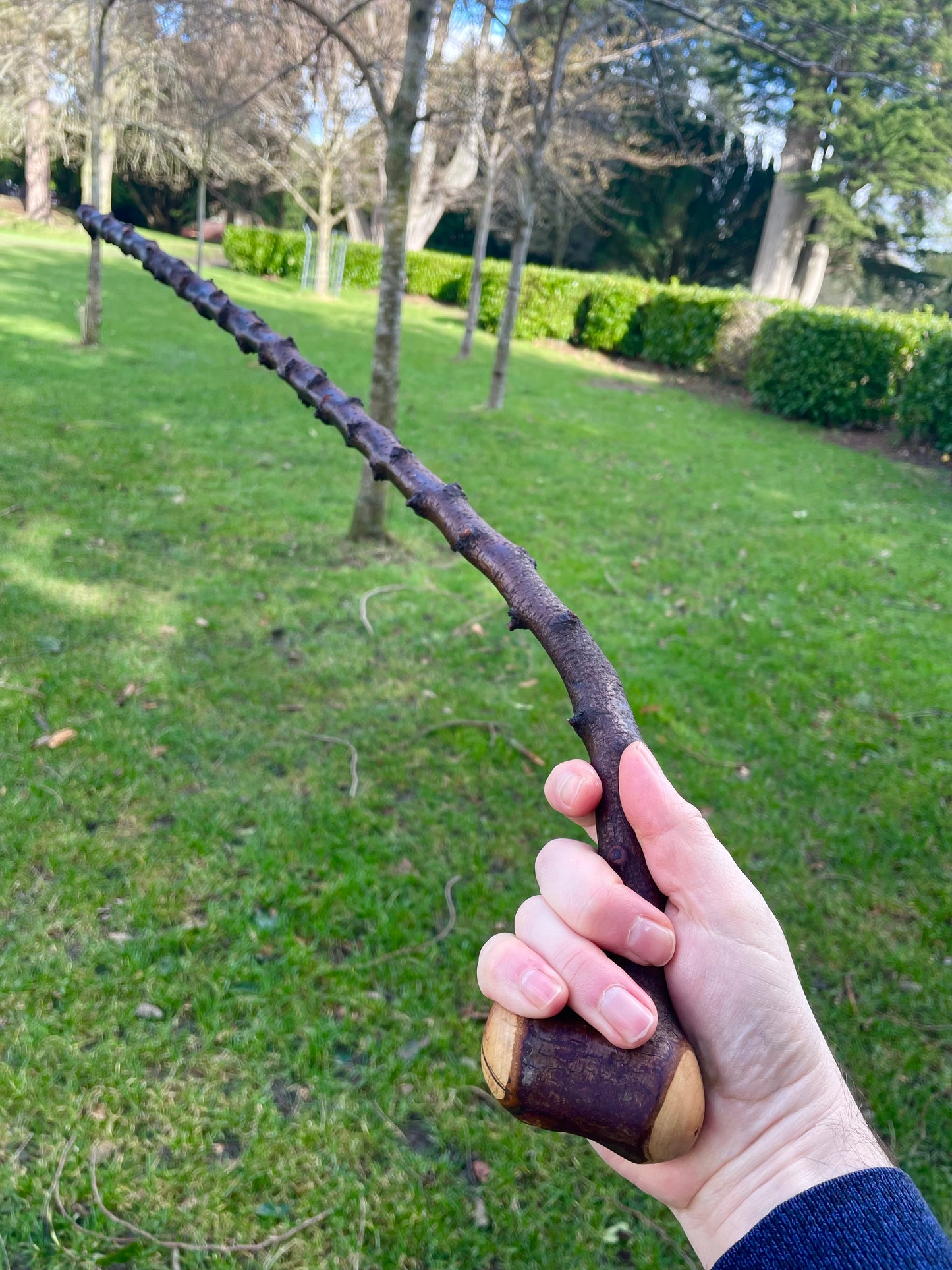 Curved Blackthorn Stick | Irish Walking Sticks