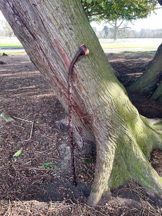 Curved Blackthorn Stick | Irish Walking Sticks