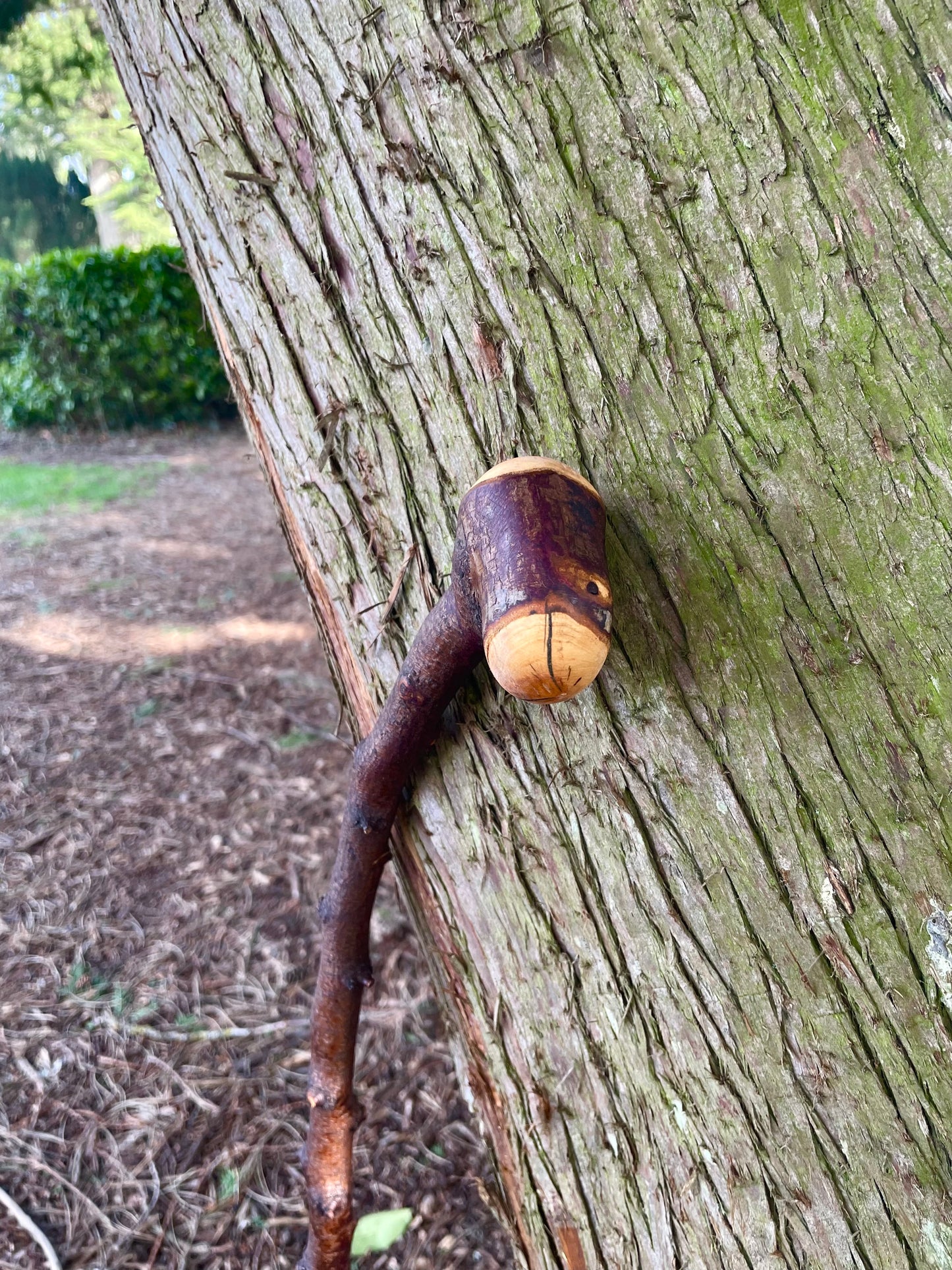 Curved Blackthorn Stick | Irish Walking Sticks