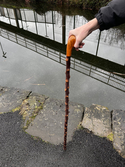 Blackthorn Shillelagh with Large Rugged Handle – 110 cm (43”)