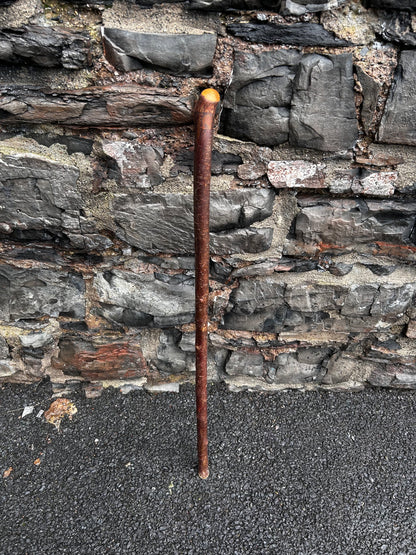Blackthorn Shillelagh with Large Rugged Handle – 98 cm (39”)