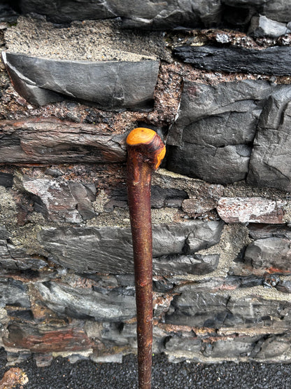 Blackthorn Shillelagh with Large Rugged Handle – 98 cm (39”)
