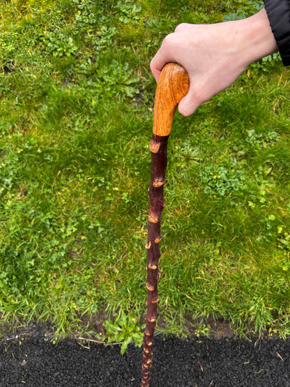 Blackthorn Shillelagh with Large Rugged Handle – 110 cm (43”)