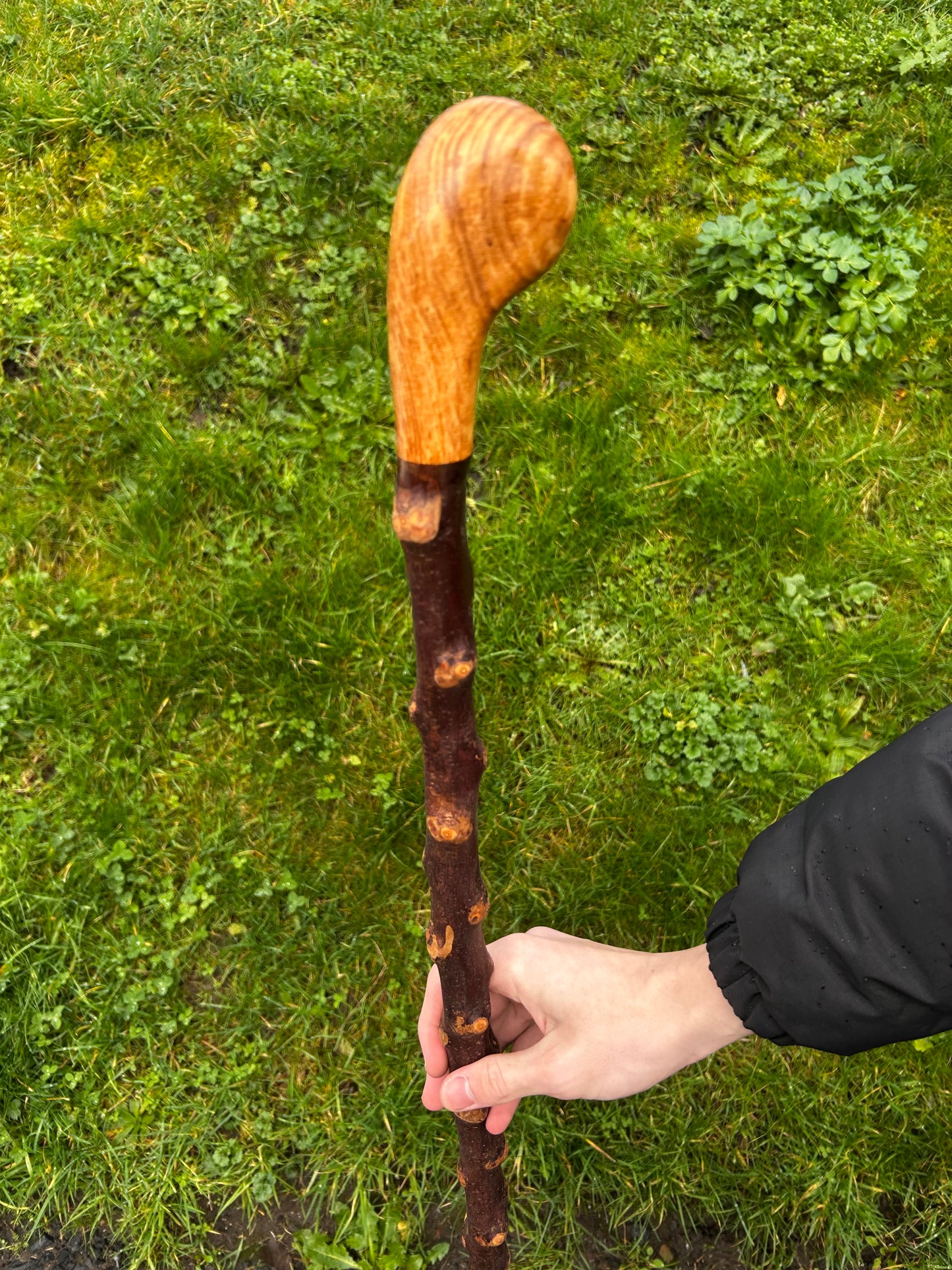 Blackthorn Shillelagh with Large Rugged Handle – 110 cm (43”)