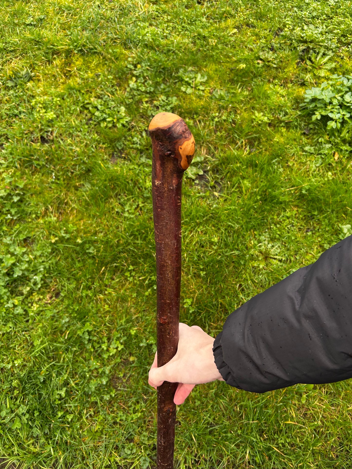 Blackthorn Shillelagh with Large Rugged Handle – 98 cm (39”)