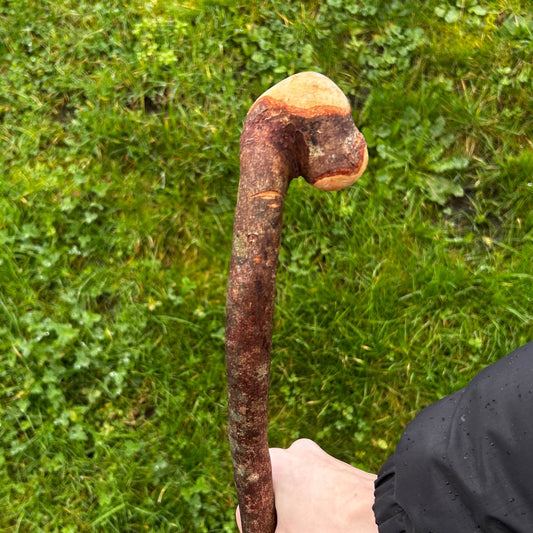 Knarly Hazel Shillelagh Lovely Rustic Look – 98 cm (39”)