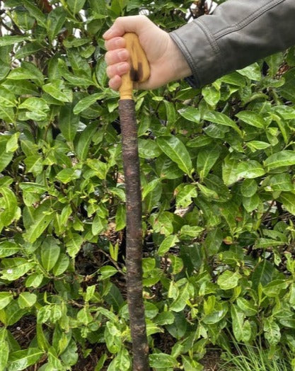 Blackthorn Walking Stick