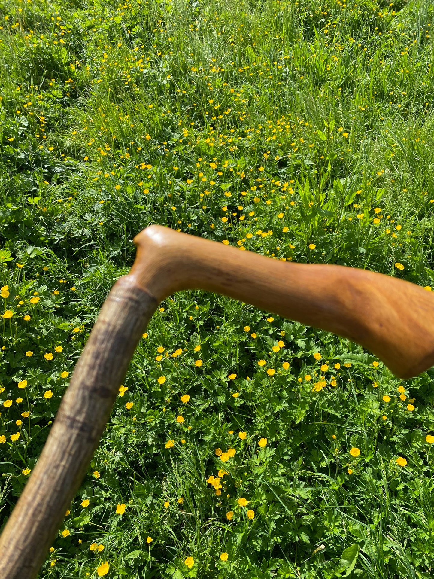 Premium Mountain Ash Wood Walking Stick