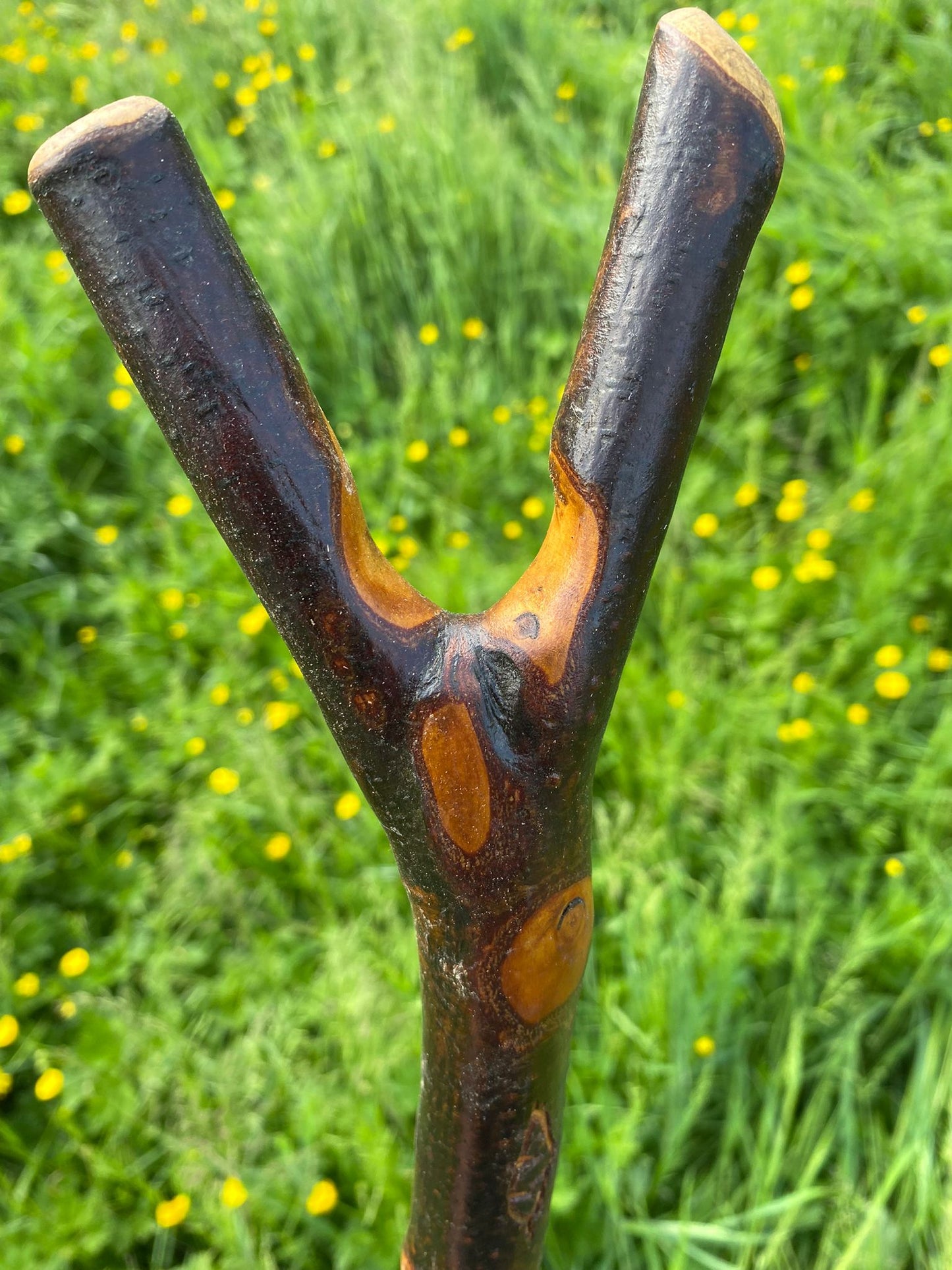 Irish Black Bog Birch Hiking Stick