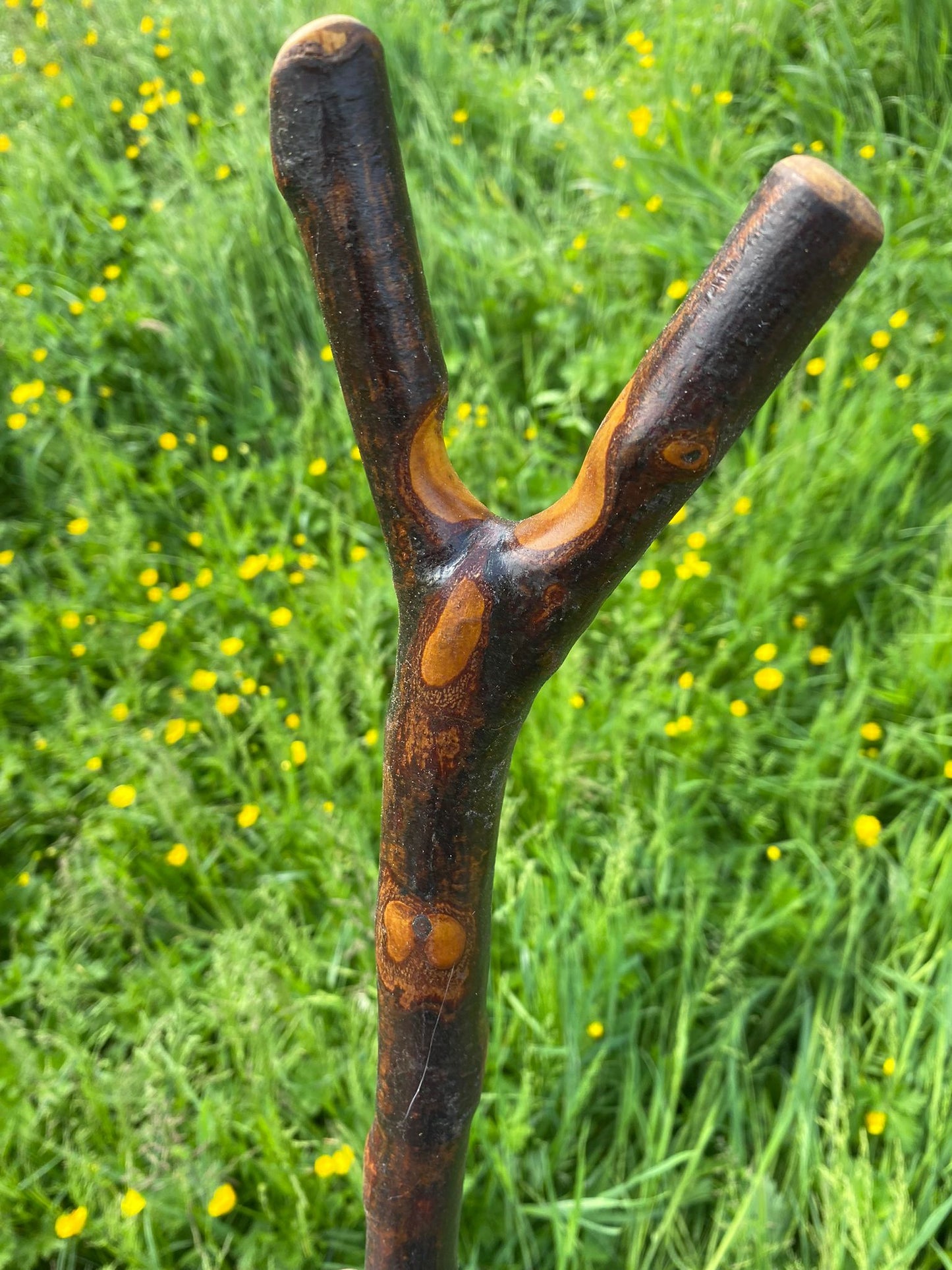 Irish Black Bog Birch Hiking Stick