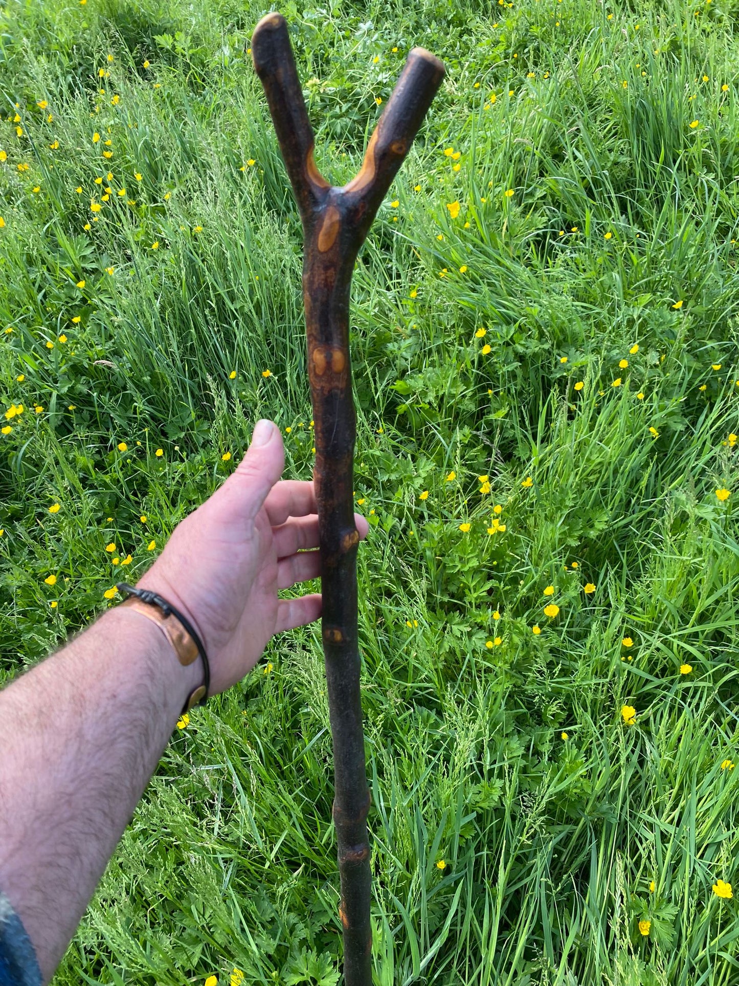 Irish Black Bog Birch Hiking Stick