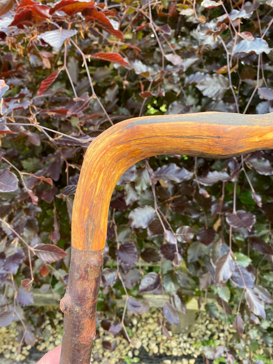 Blackthorn and Hawthorn Irish Walking Stick