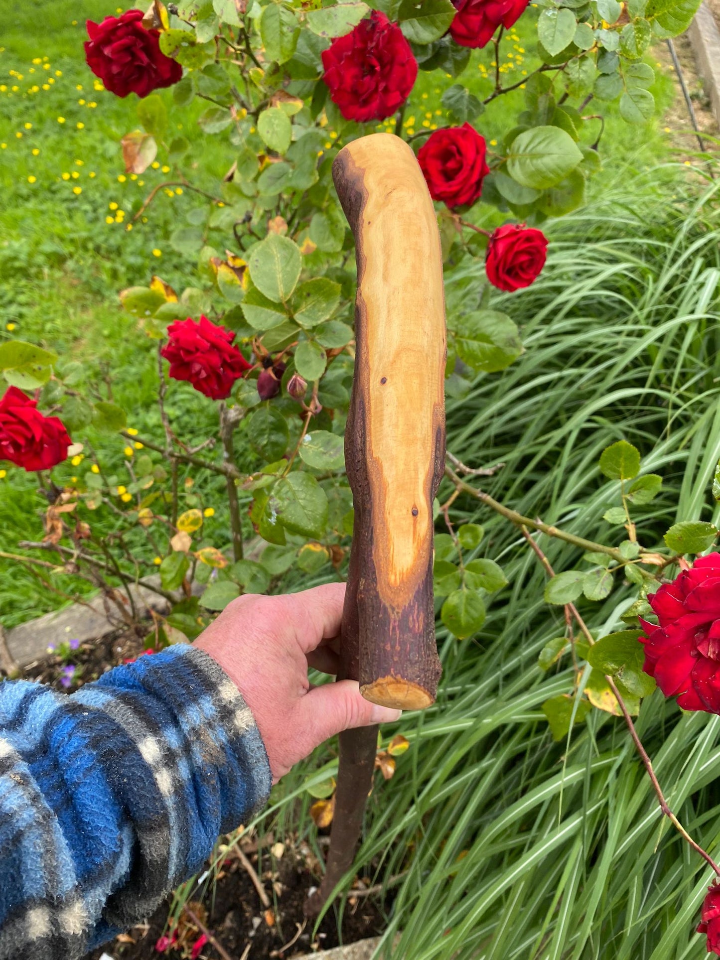 Authentic Blackthorn Wood Walking Stick