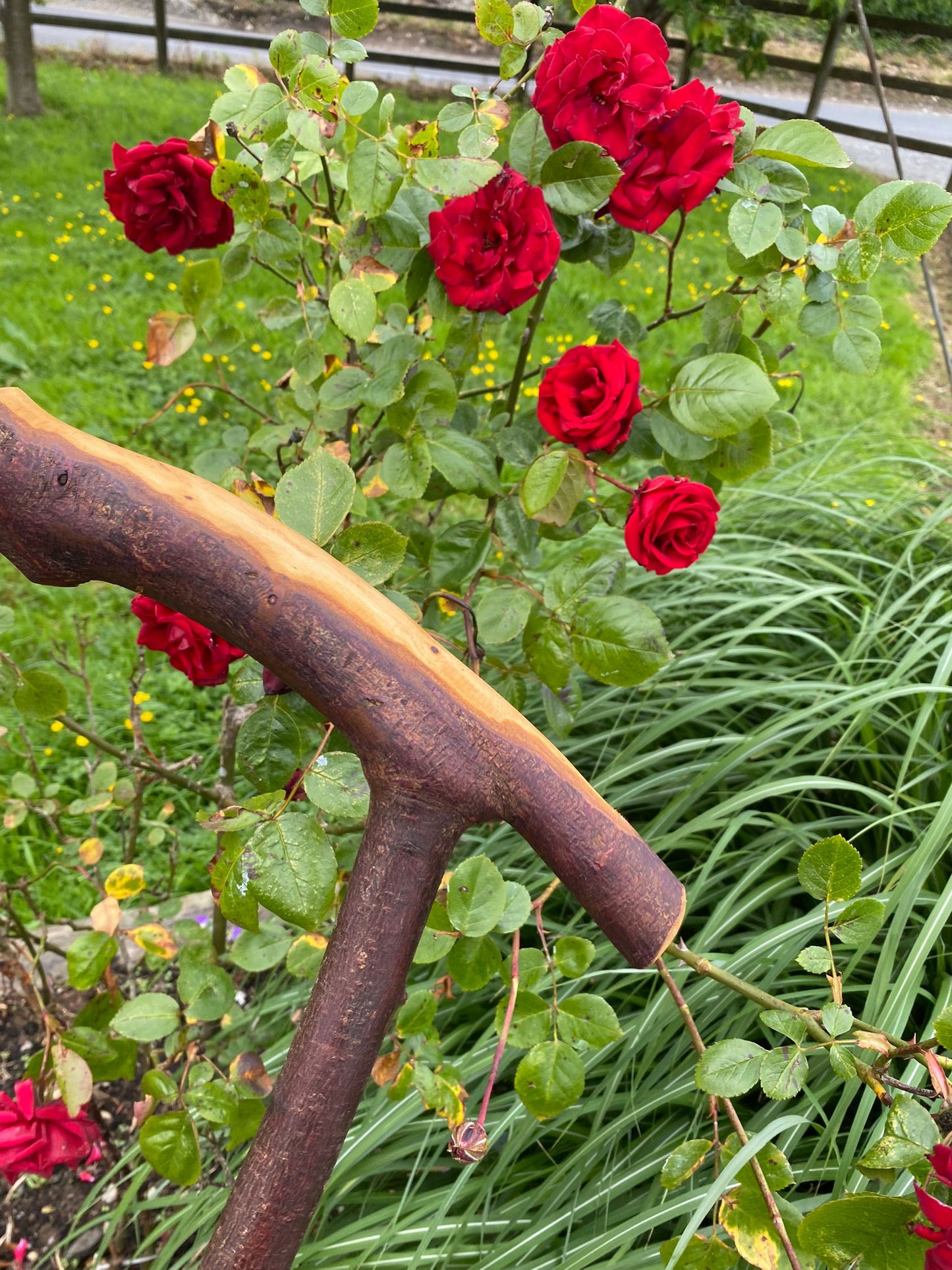 Authentic Blackthorn Wood Walking Stick