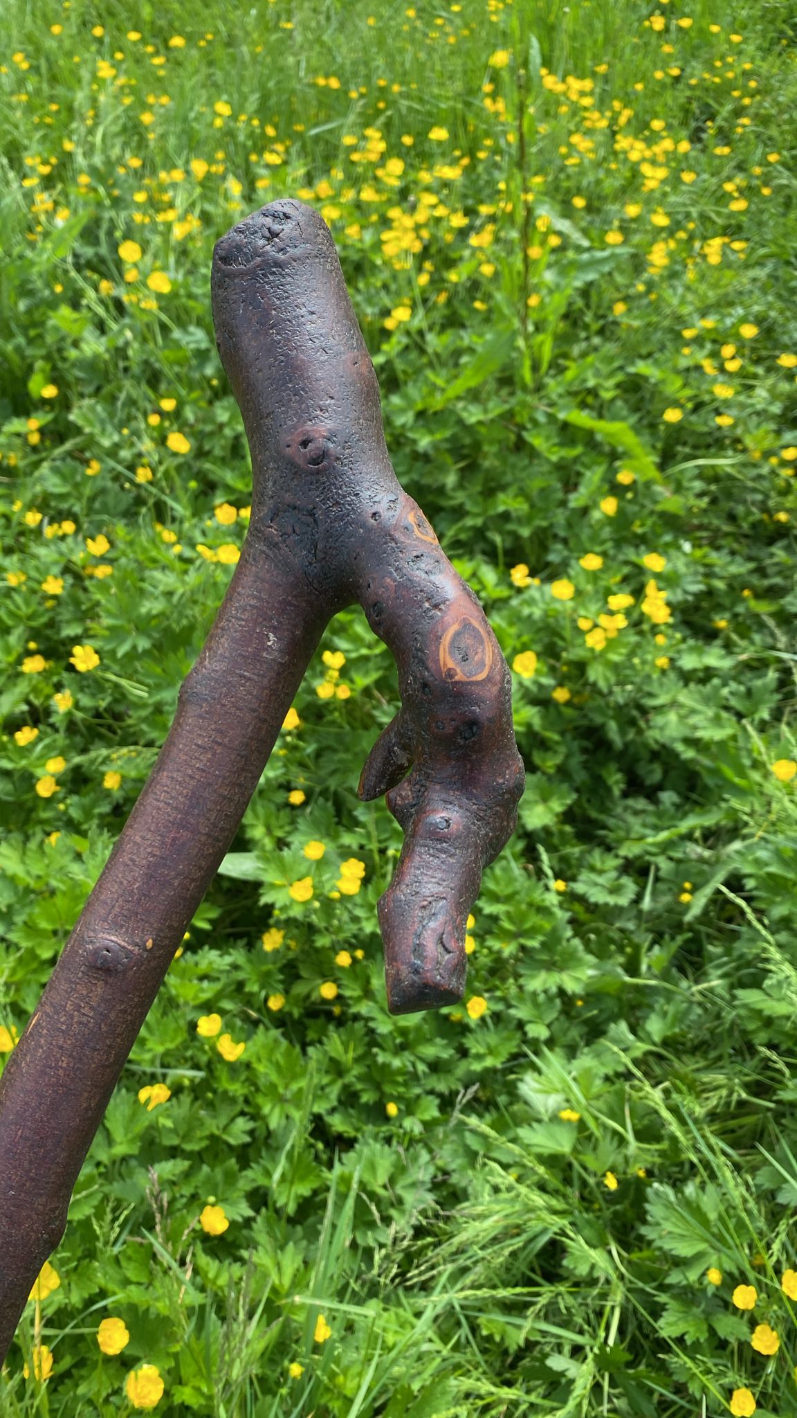 Rugged Blackthorn Wood Hiking Stick