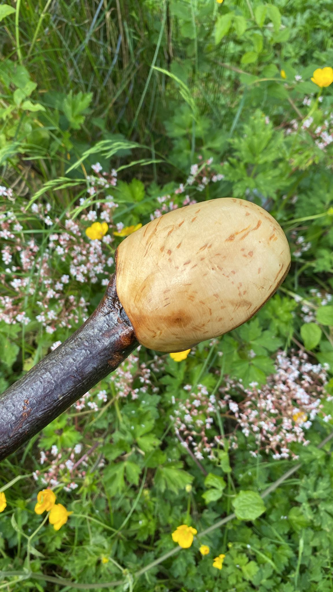 Premium Black Birch Wood Walking Stick