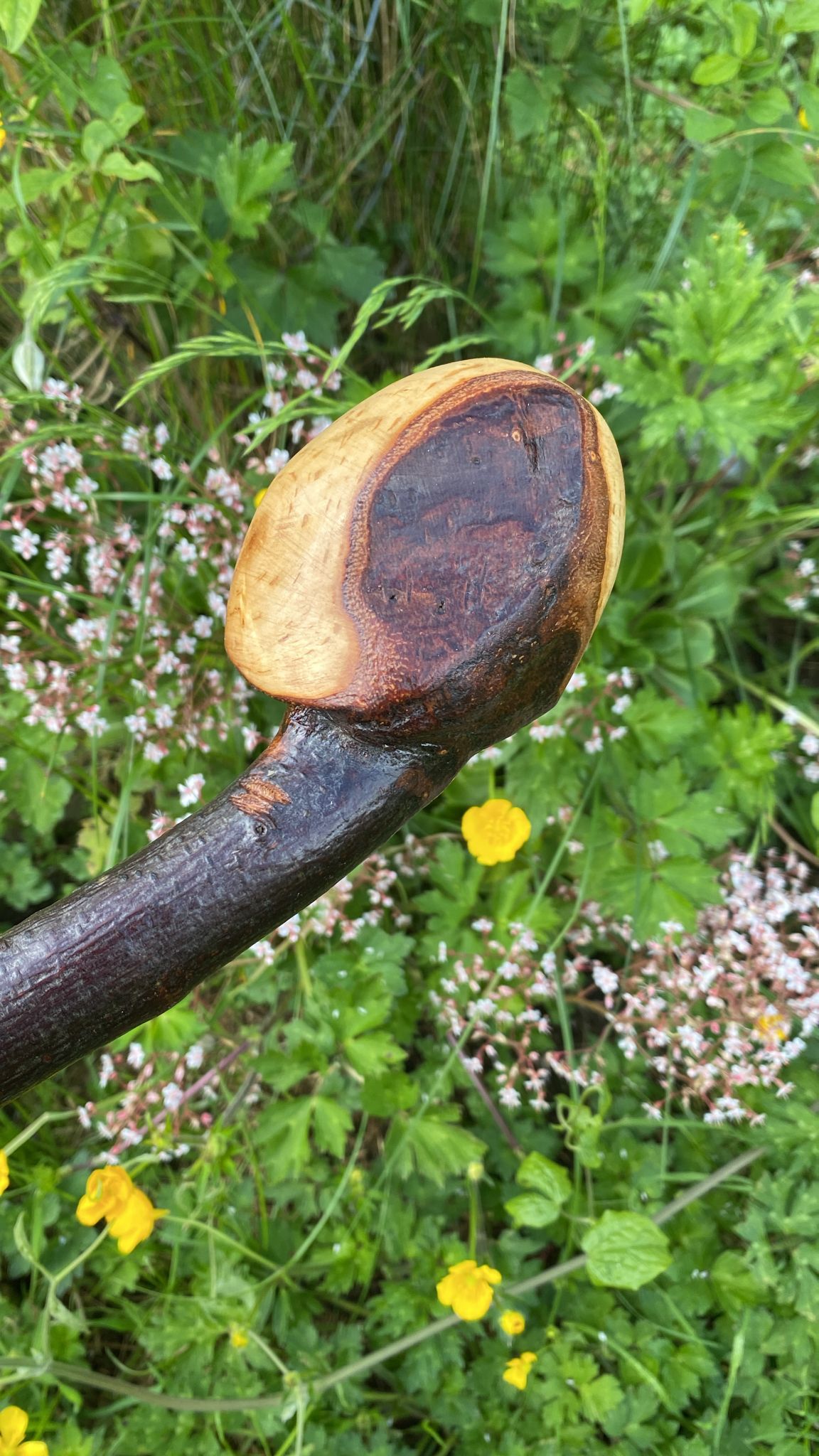 Premium Black Birch Wood Walking Stick